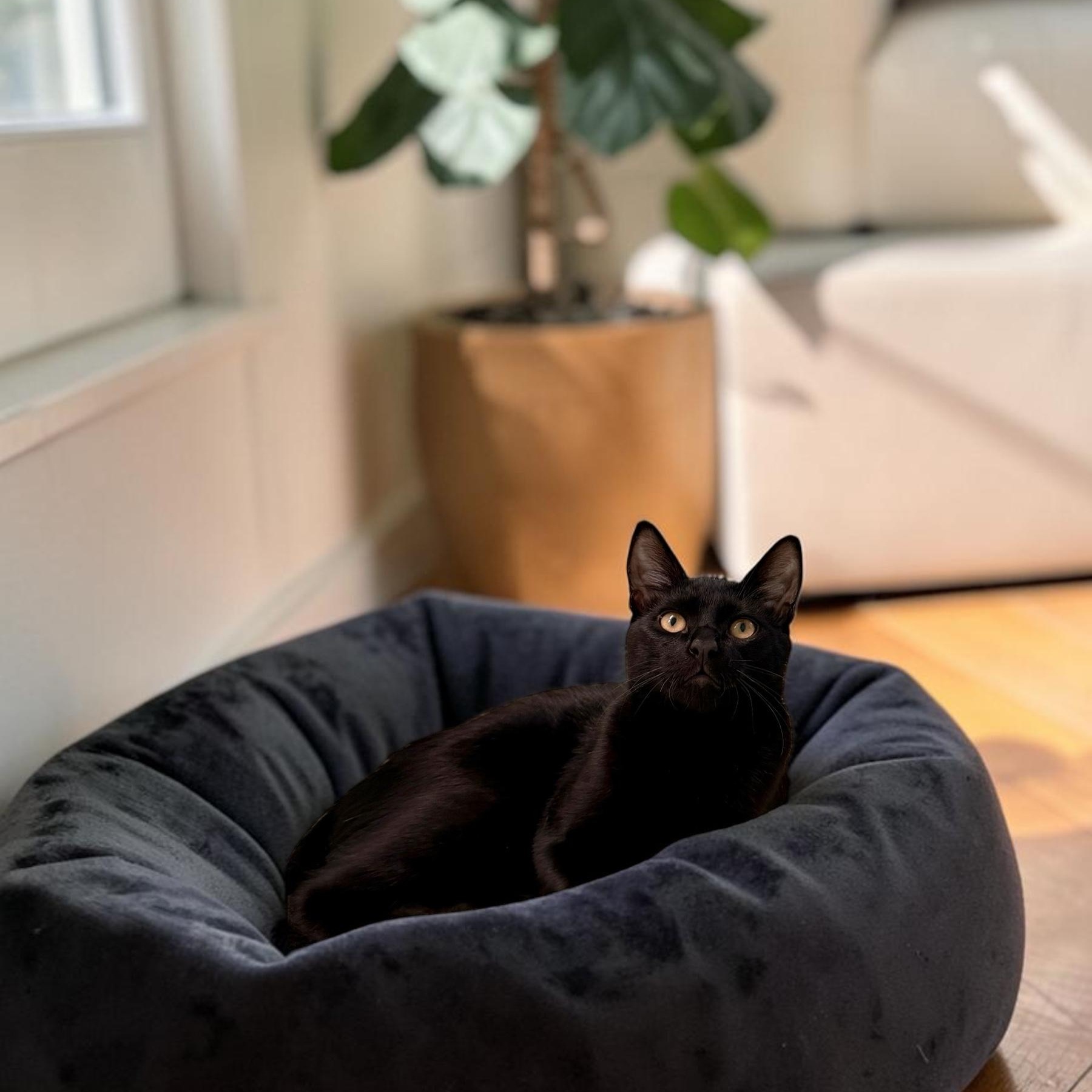Enlarge Sweet Ninja, a Adoptable Domestic Short Hair in Boca Raton, FL image 2/5