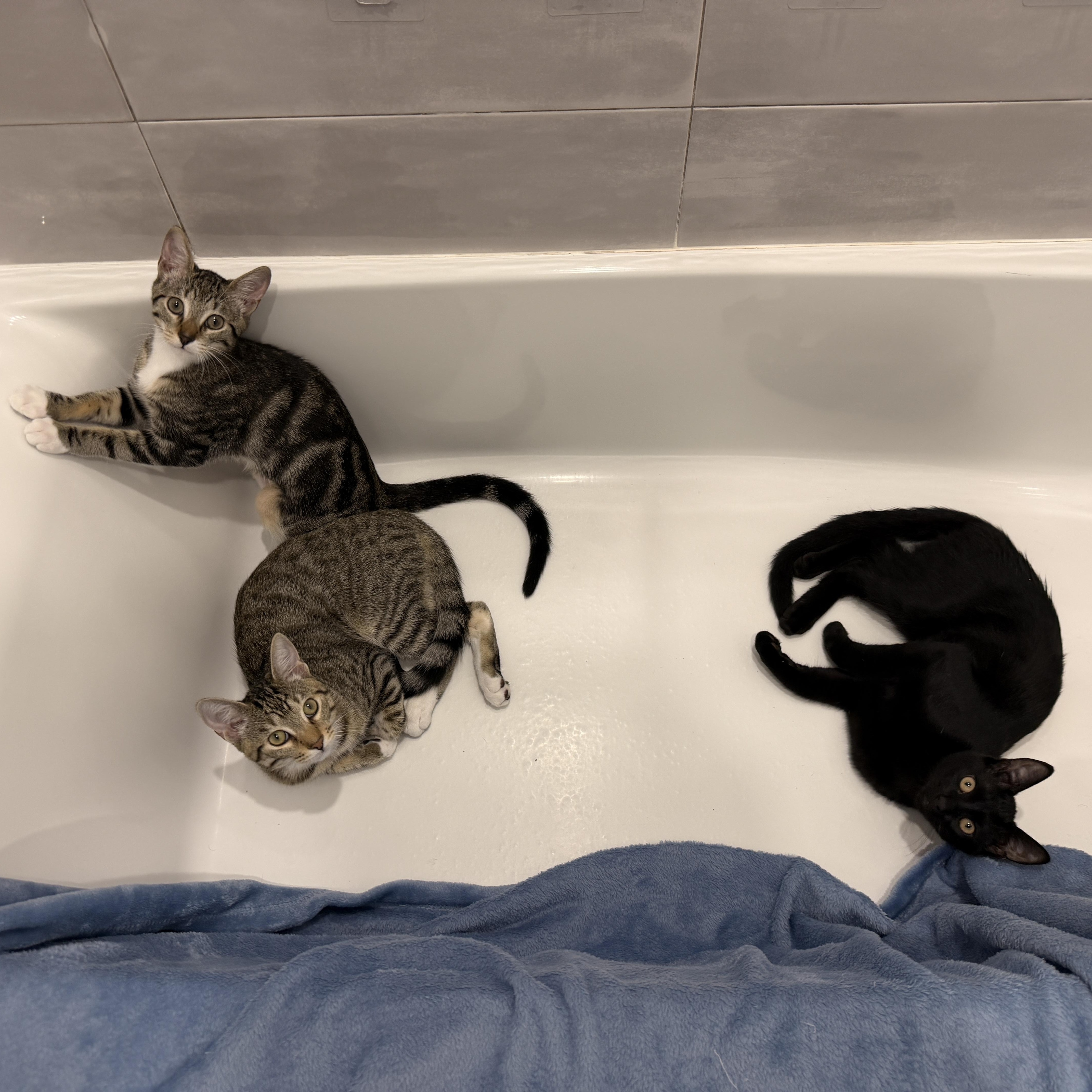 Enlarge Sweet Ninja, a Adoptable Domestic Short Hair in Boca Raton, FL image 5/5