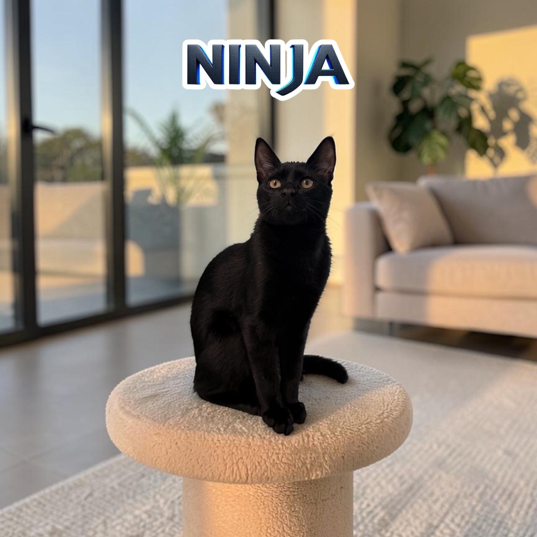 Enlarge Sweet Ninja, a Adoptable Domestic Short Hair in Boca Raton, FL image 1/5