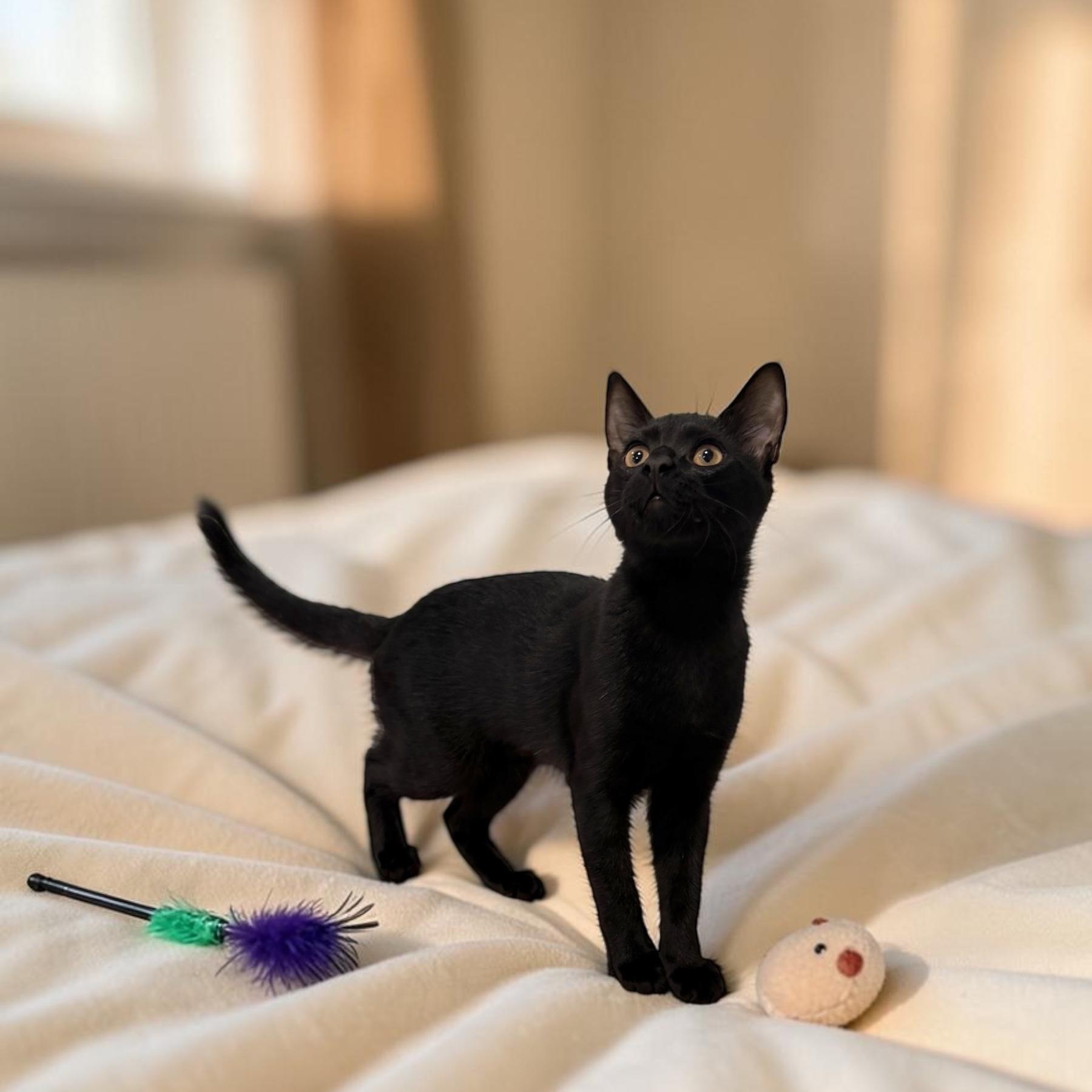 Enlarge Sweet Ninja, a Adoptable Domestic Short Hair in Boca Raton, FL image 3/5