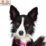 Enlarge Willow, a ADOPTABLE mixed breed in Nashua, NH image 1/2