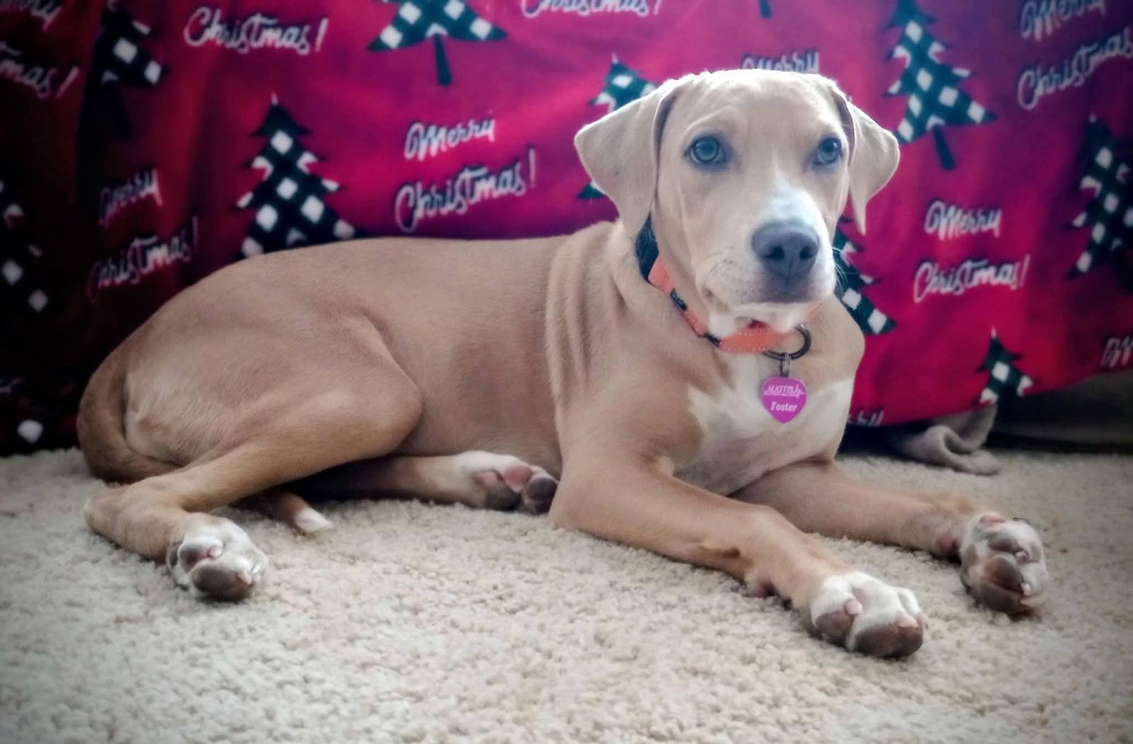 Beth, Adoptable, Young Female Pit Bull Terrier.