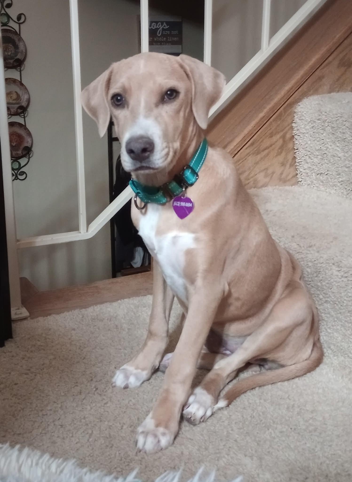 Beth, Adoptable, Young Female Pit Bull Terrier.