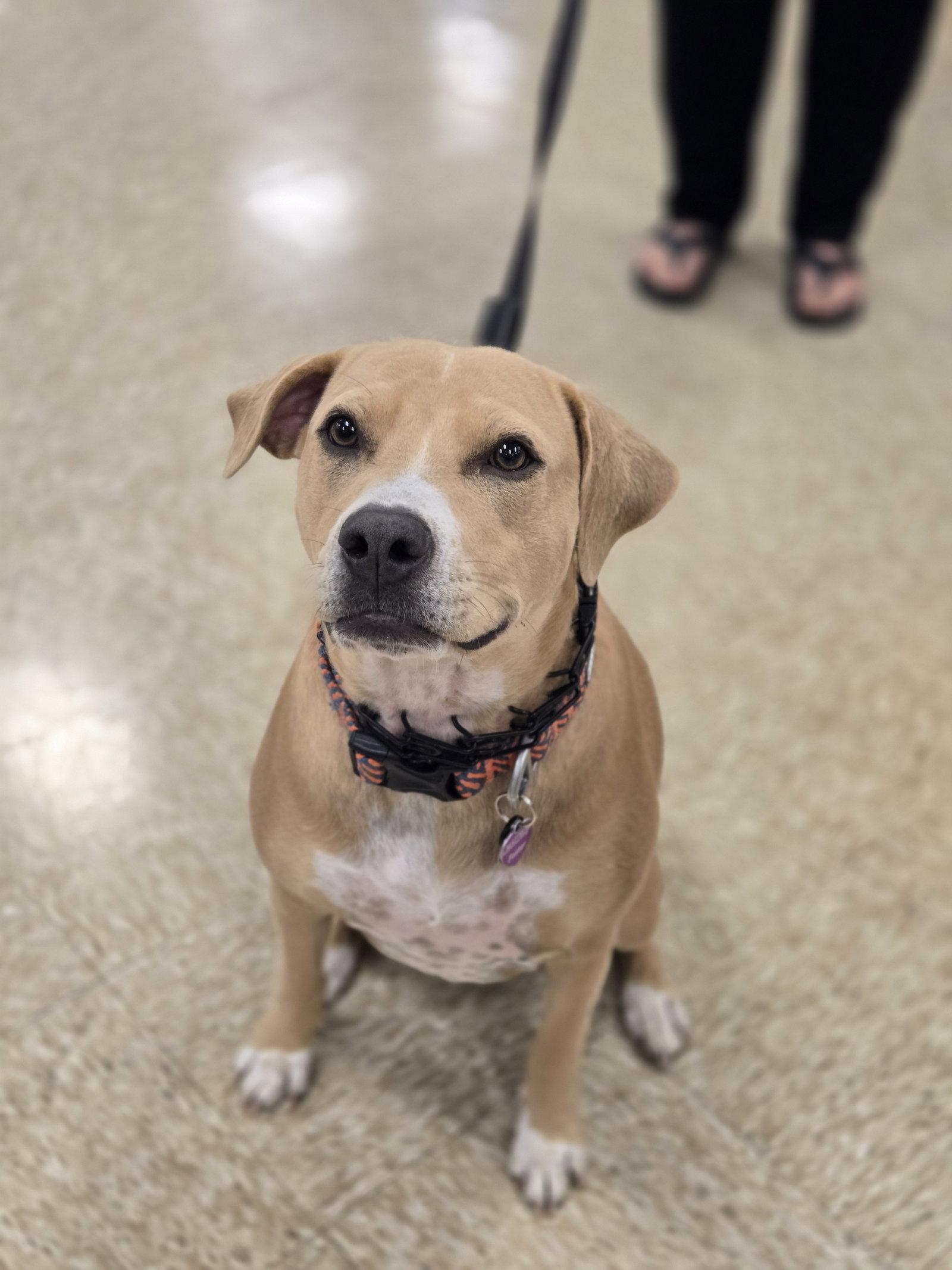 Beth, Adoptable, Young Female Pit Bull Terrier.