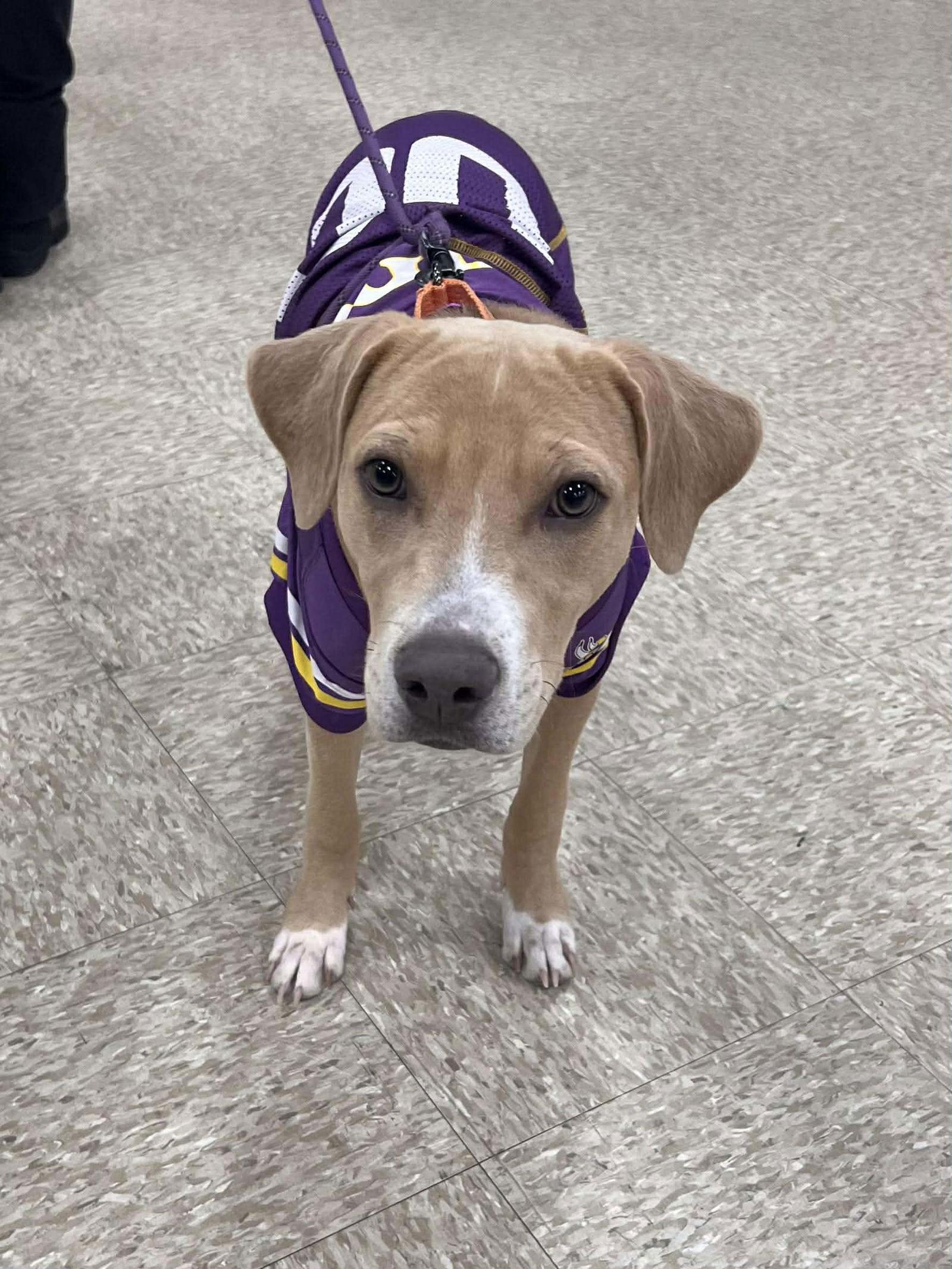 Beth, a Adoptable Pit Bull Terrier in Minneapolis, MN image 3/3