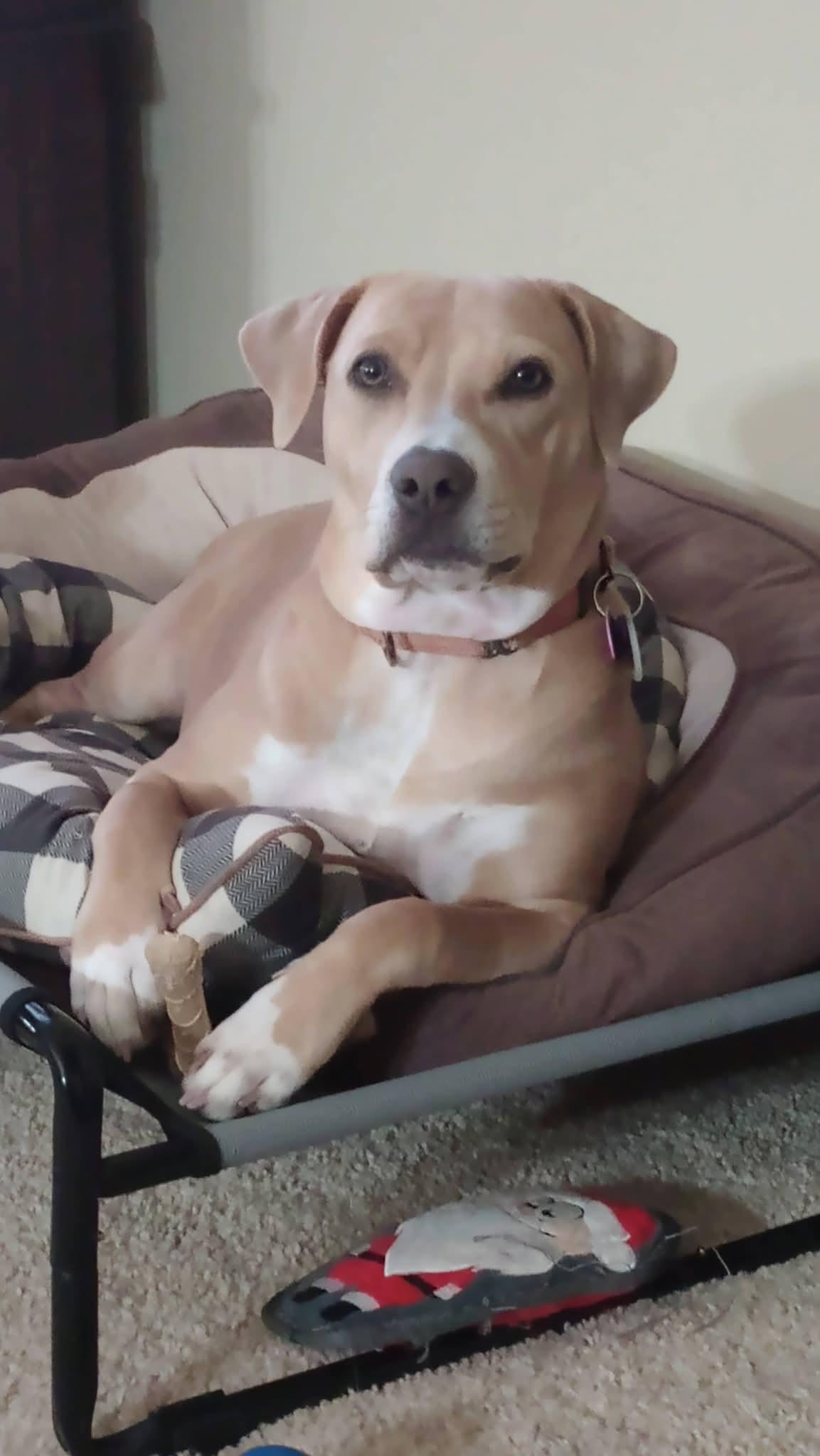 Enlarge Beth, a Adoptable Pit Bull Terrier in Minneapolis, MN image 2/3