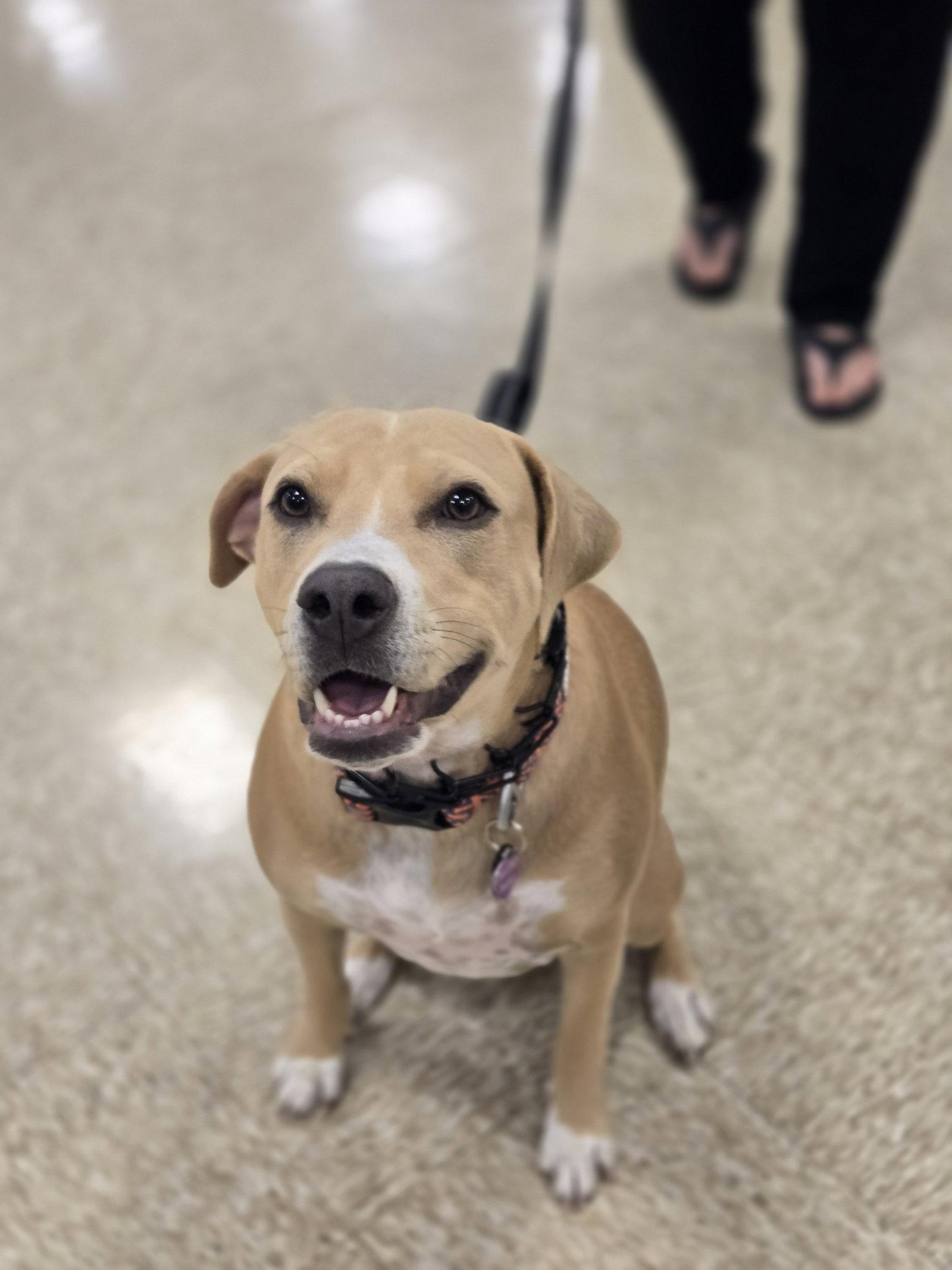 Enlarge Beth, a Adoptable Pit Bull Terrier in Minneapolis, MN image 3/3