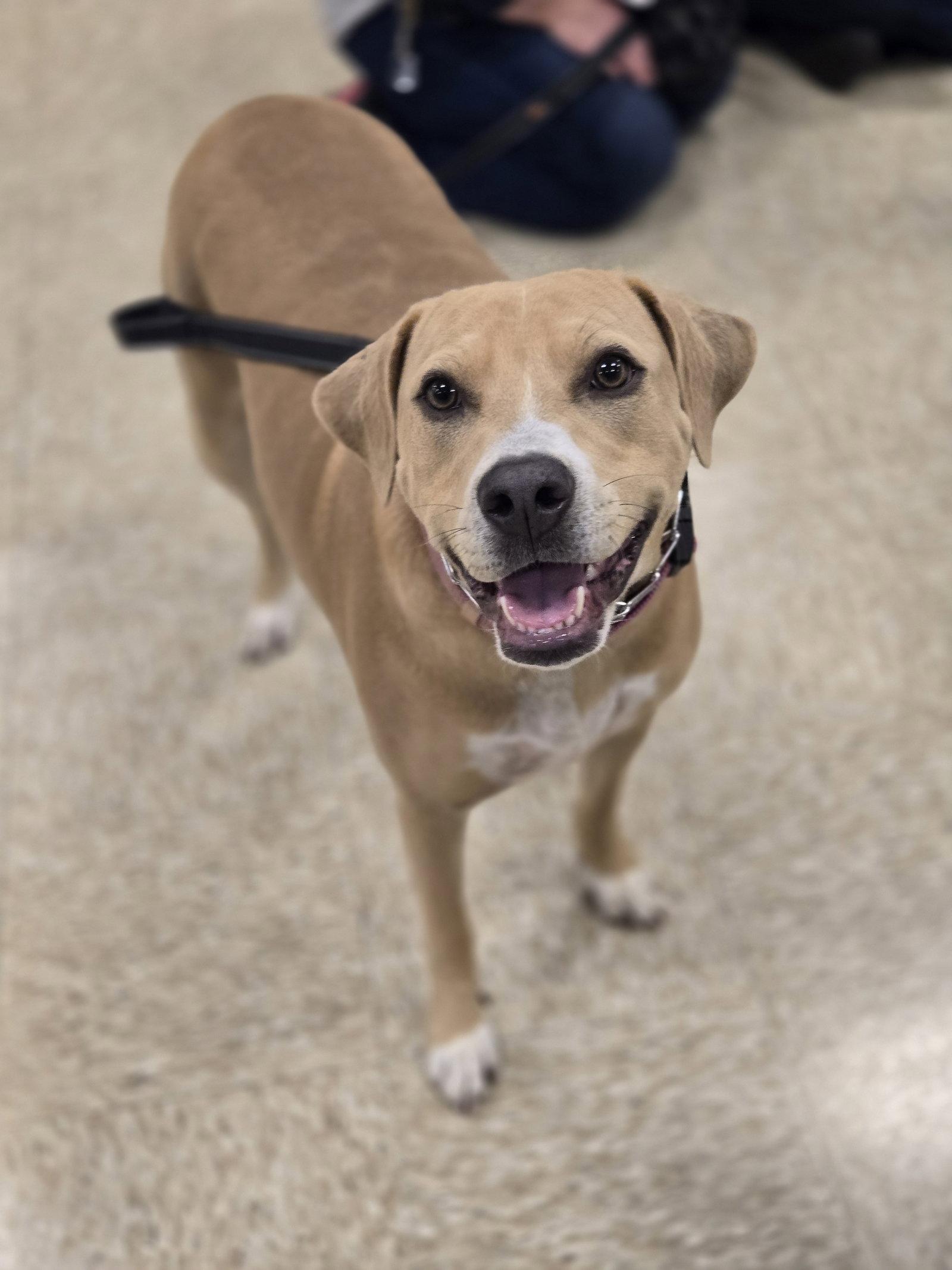 Enlarge Beth, a Adoptable Pit Bull Terrier in Minneapolis, MN image 3/3