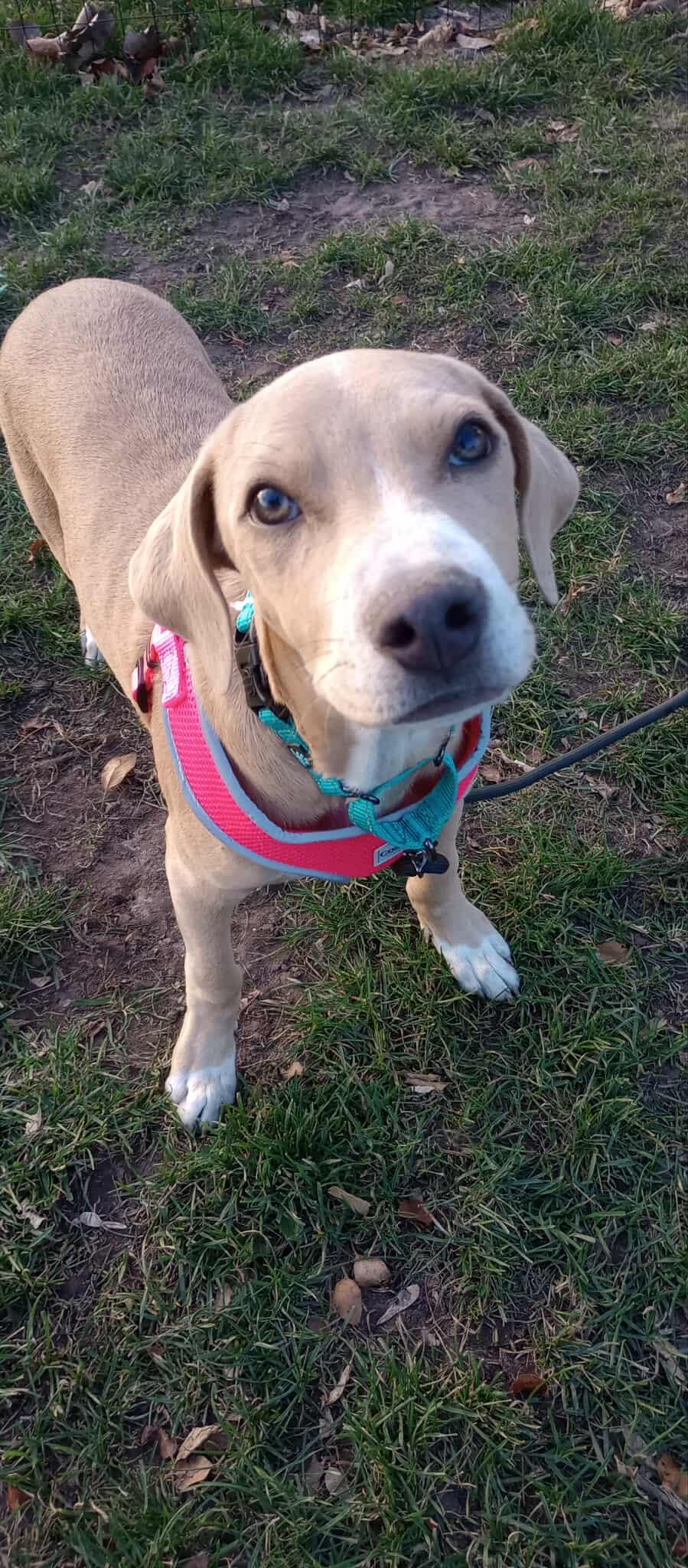 Beth, a Adoptable Pit Bull Terrier in Minneapolis, MN image 2/3