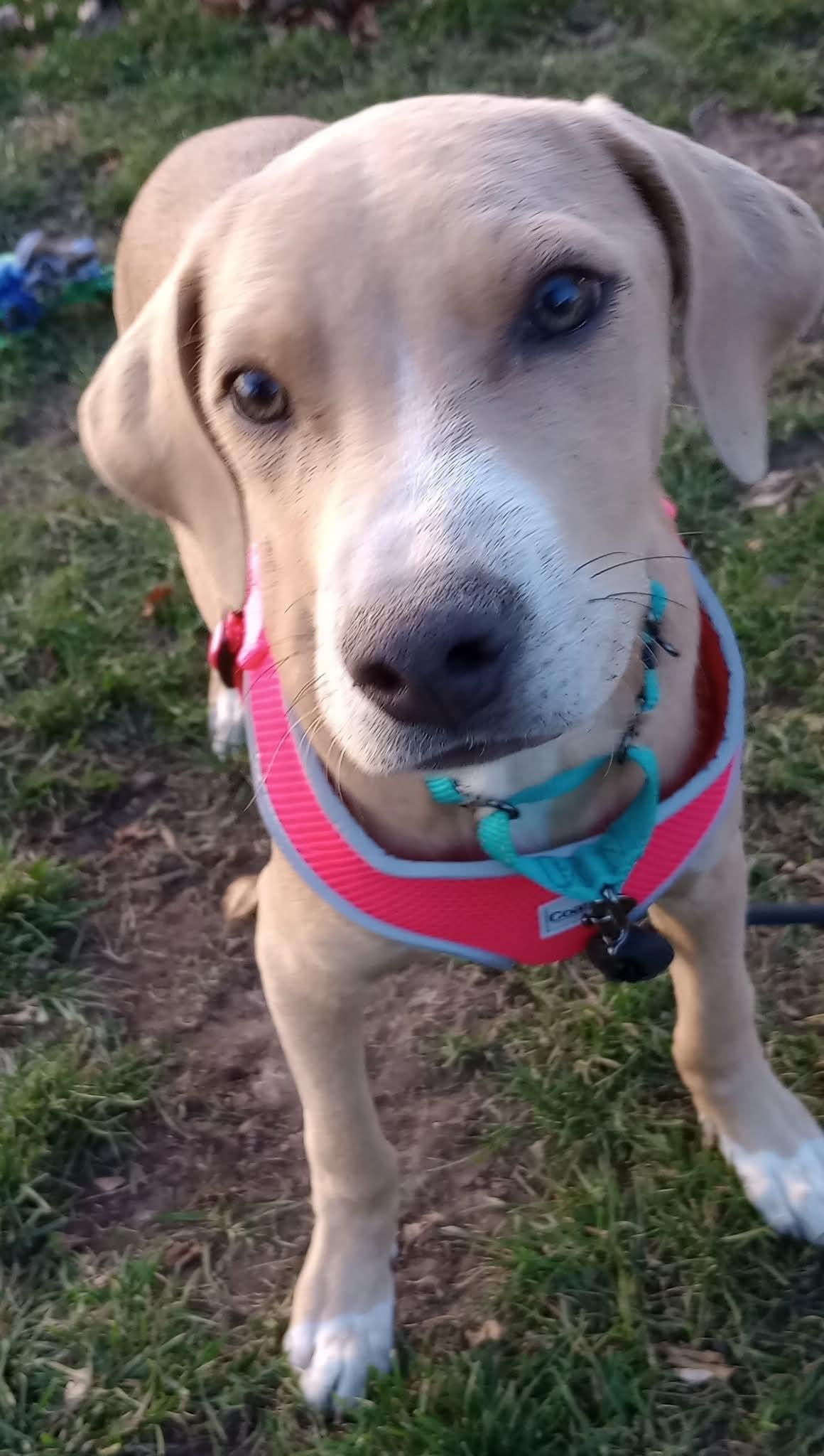 Beth, a Adoptable Pit Bull Terrier in Minneapolis, MN image 3/3