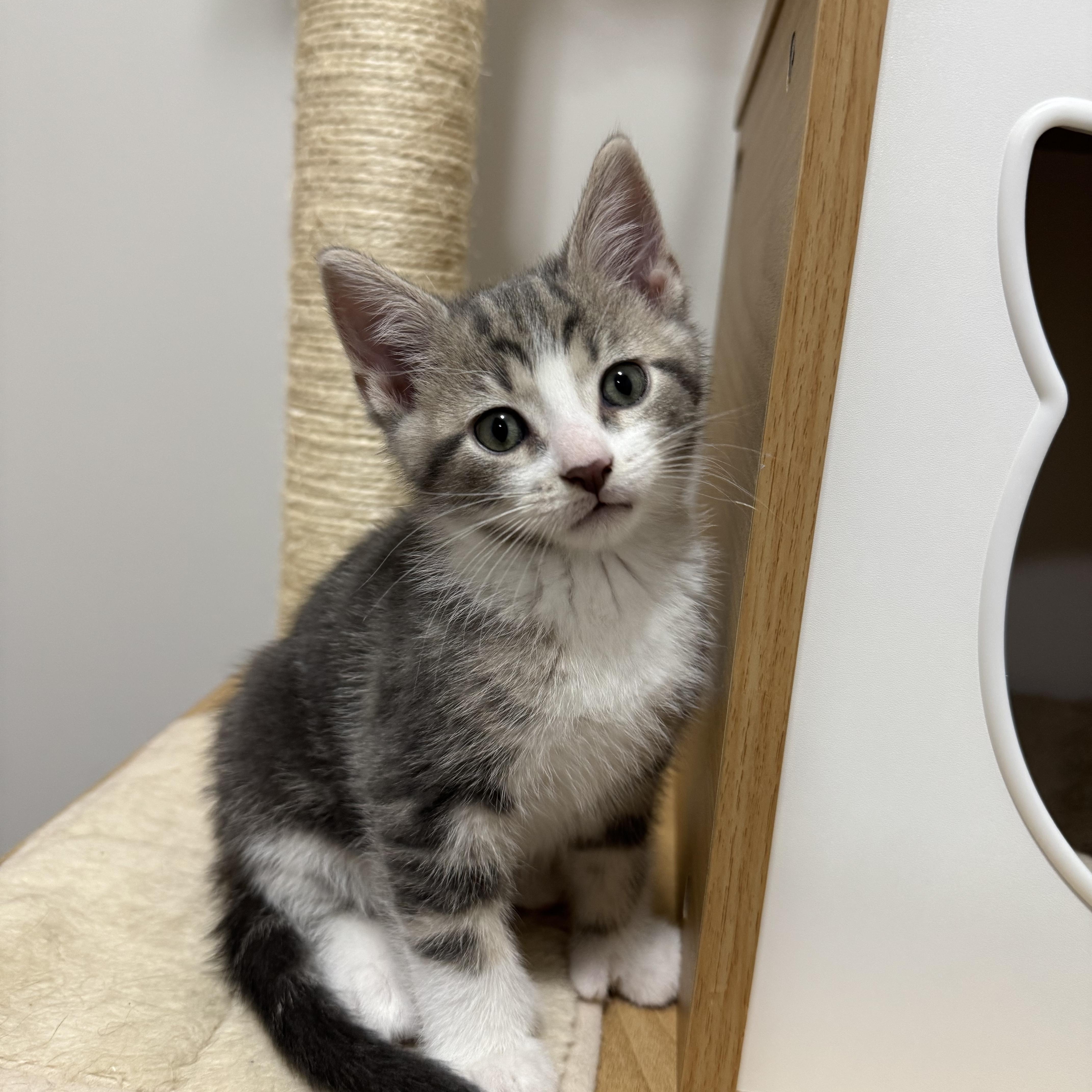 Enlarge Drew, an adopted Tabby in Goshen, IN image 6/6