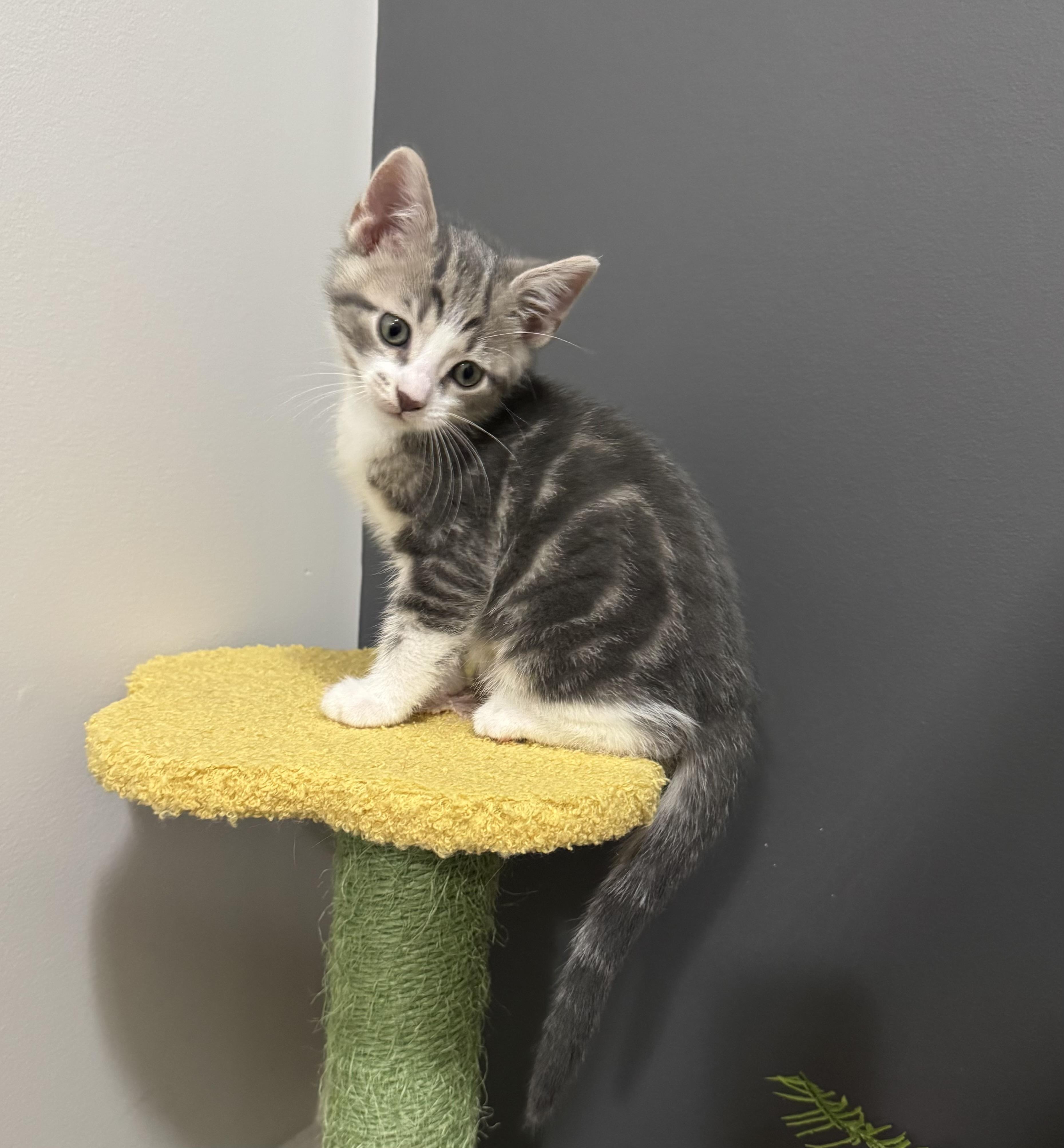 Enlarge Drew, an adopted Tabby in Goshen, IN image 3/6