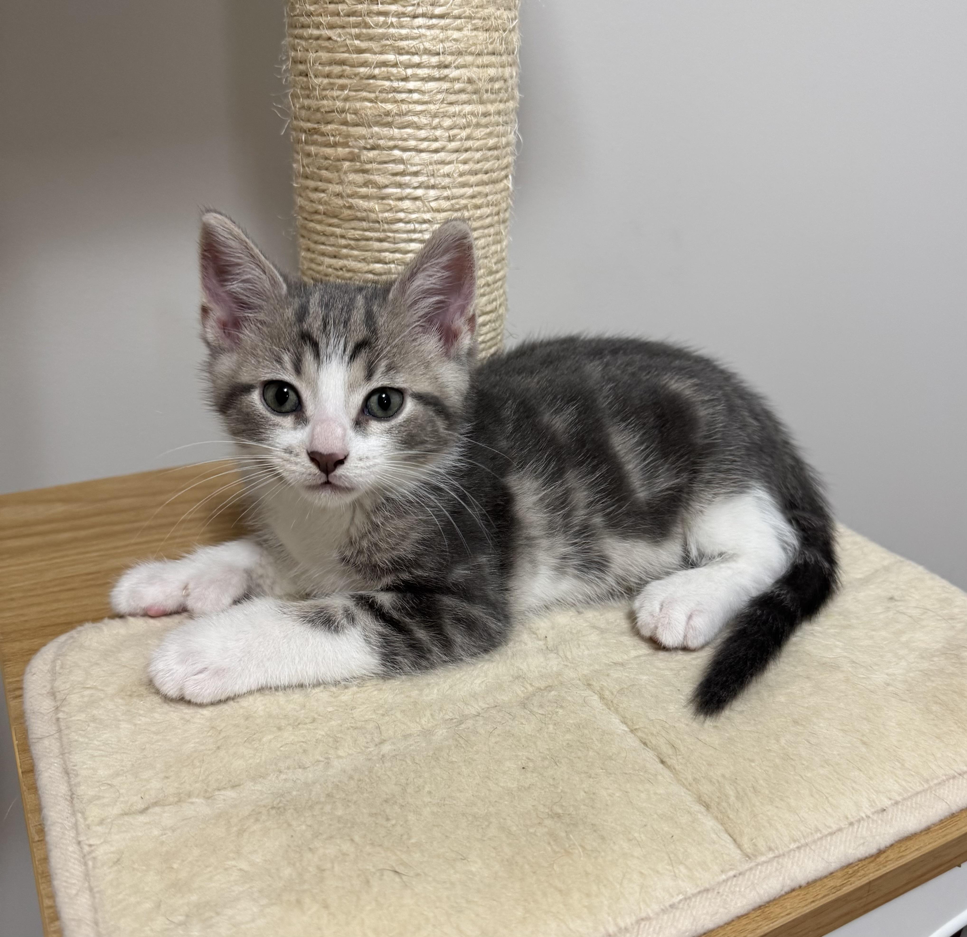 Enlarge Drew, an adopted Tabby in Goshen, IN image 4/6