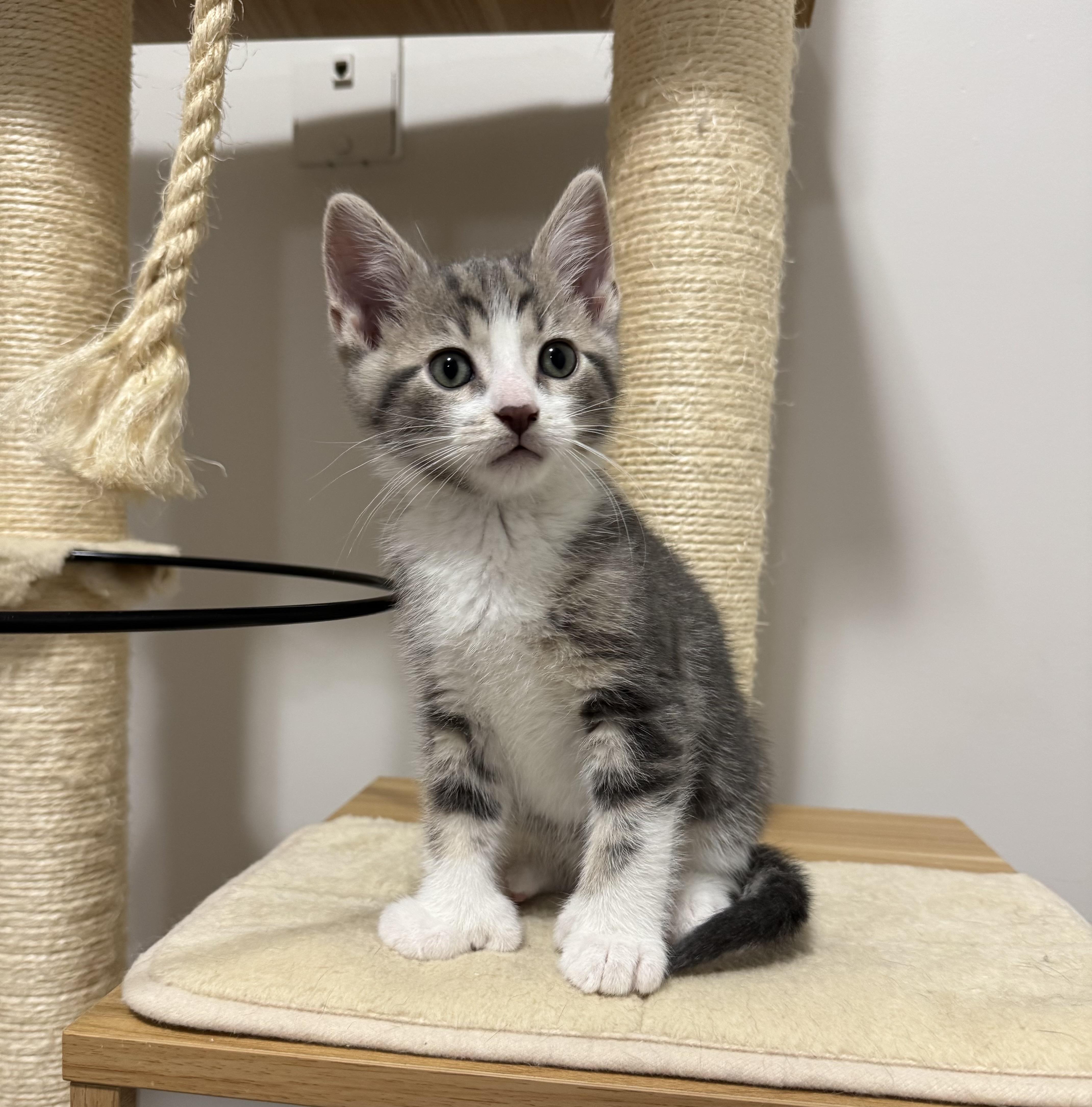 Enlarge Drew, an adopted Tabby in Goshen, IN image 2/6