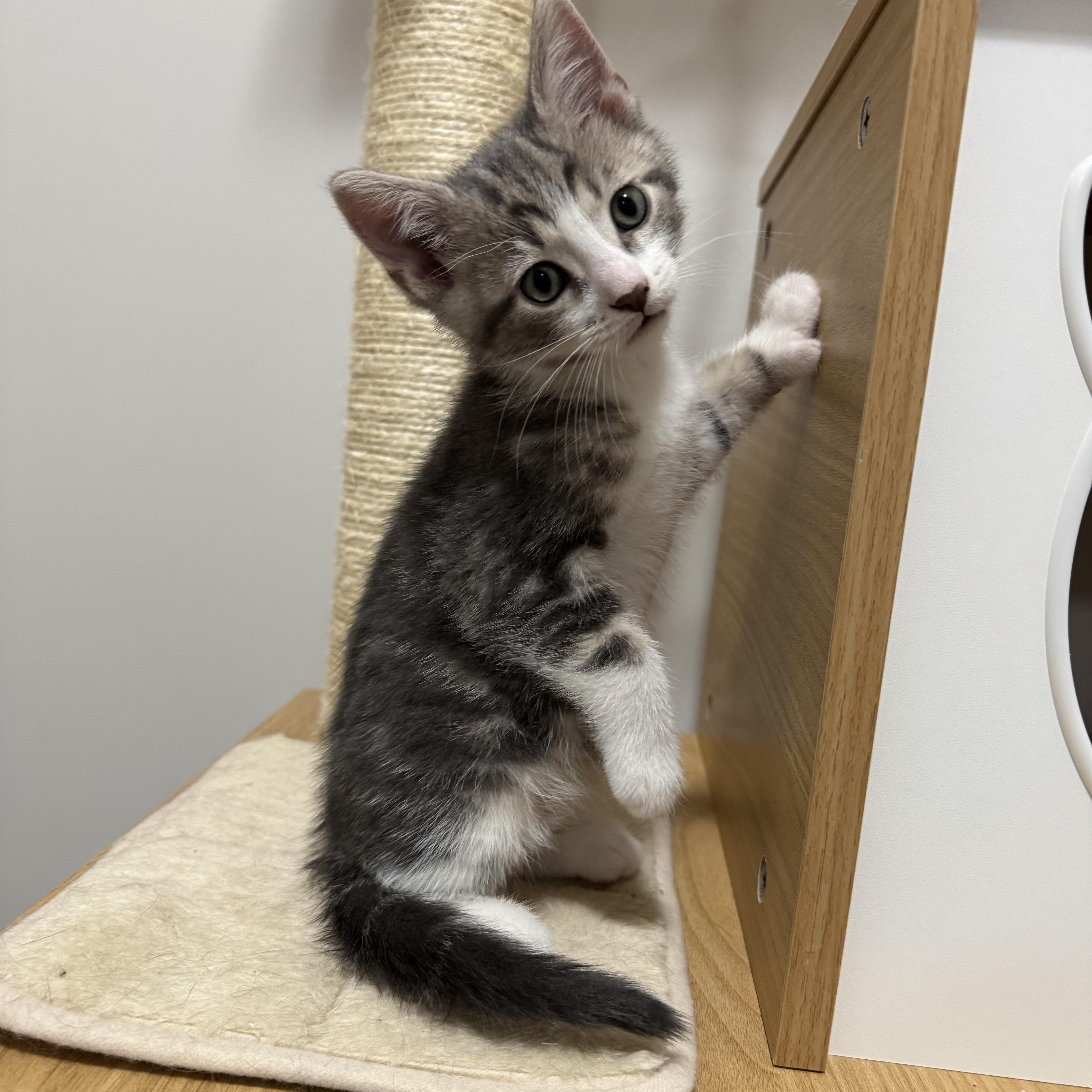 Drew, adopted, Young Male Tabby.