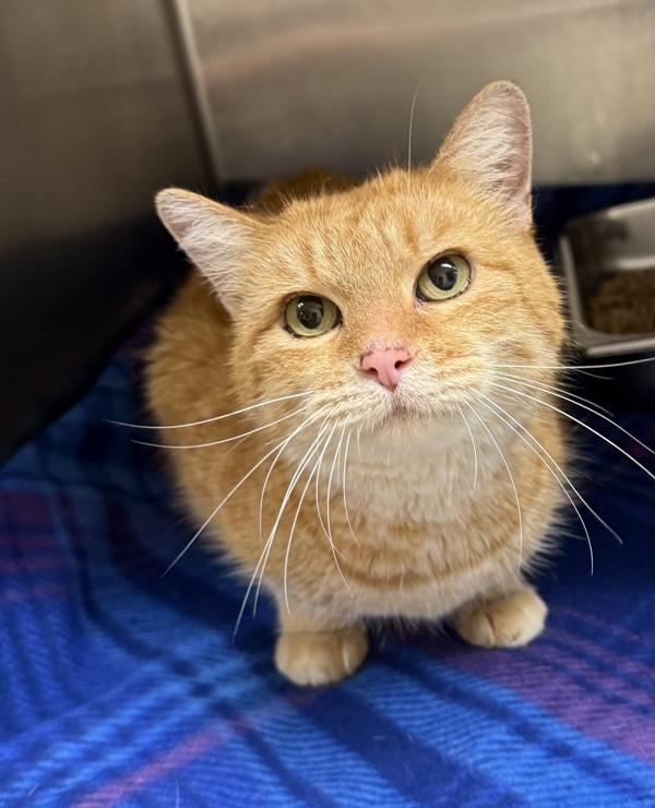 Marmalade, Adoptable, Adult Female Domestic Short Hair.