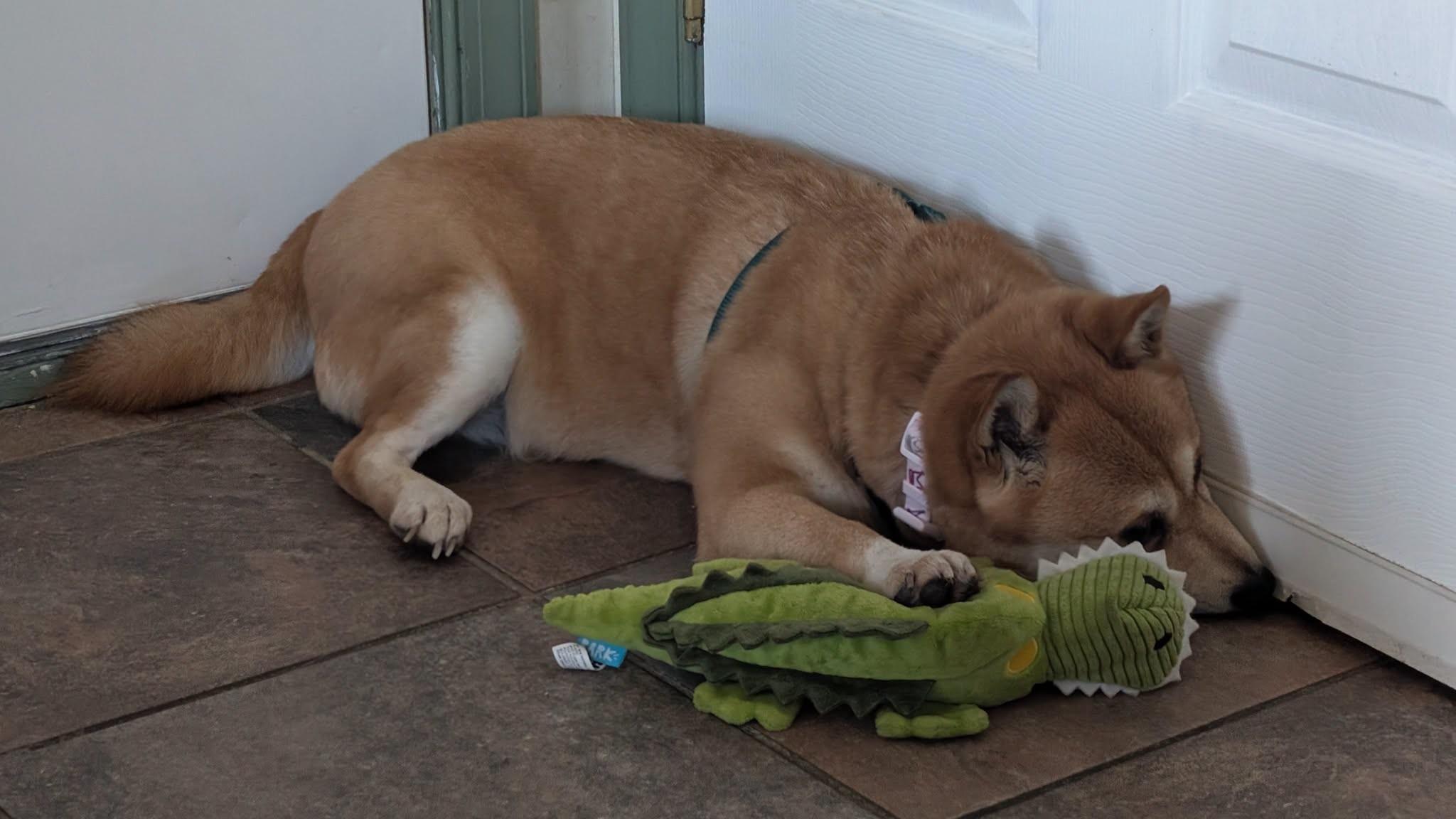 Enlarge Rita, a ADOPTABLE Shiba Inu in Toms River, NJ image 3/3