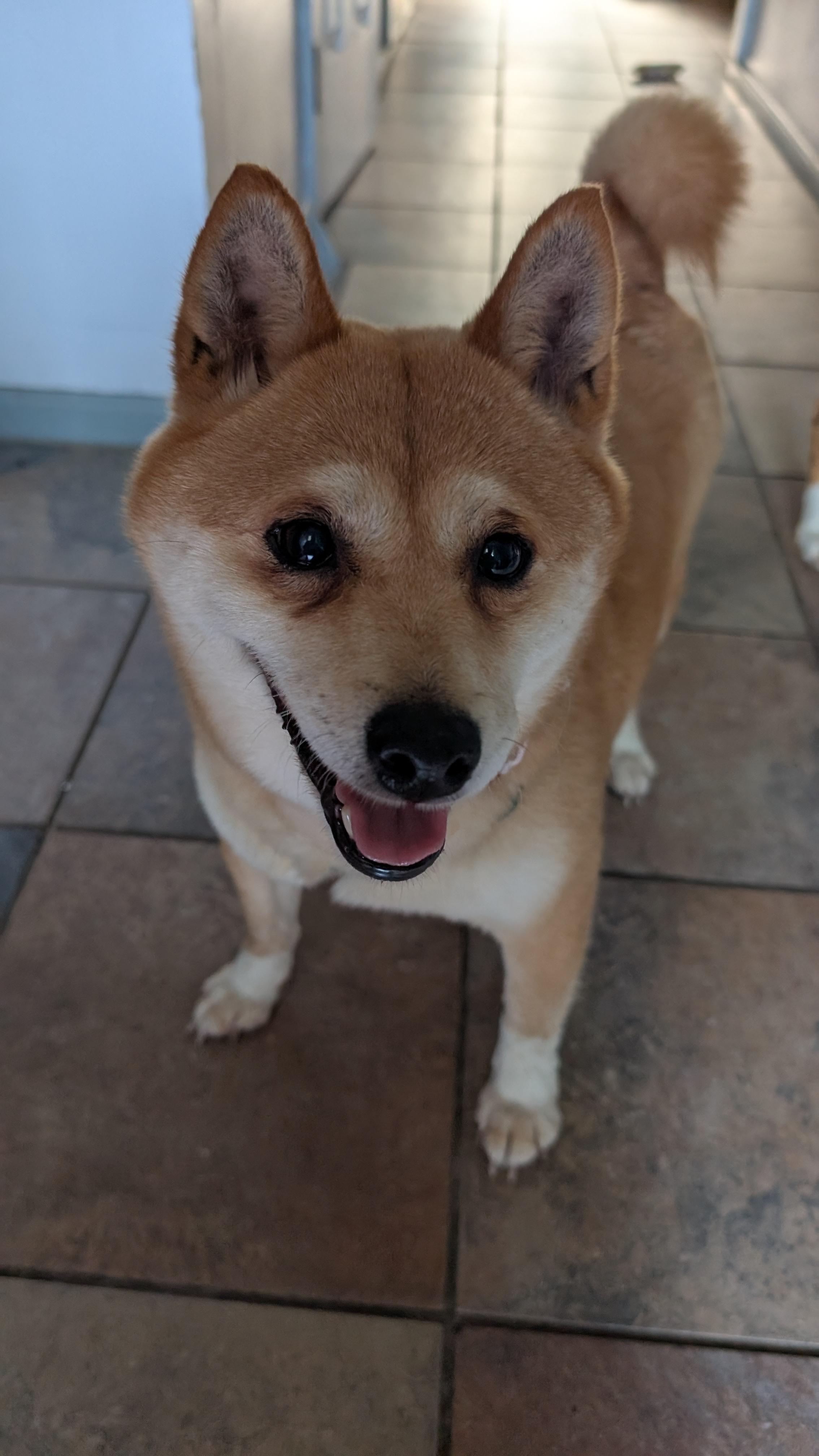 Enlarge Rita, a ADOPTABLE Shiba Inu in Toms River, NJ image 2/3