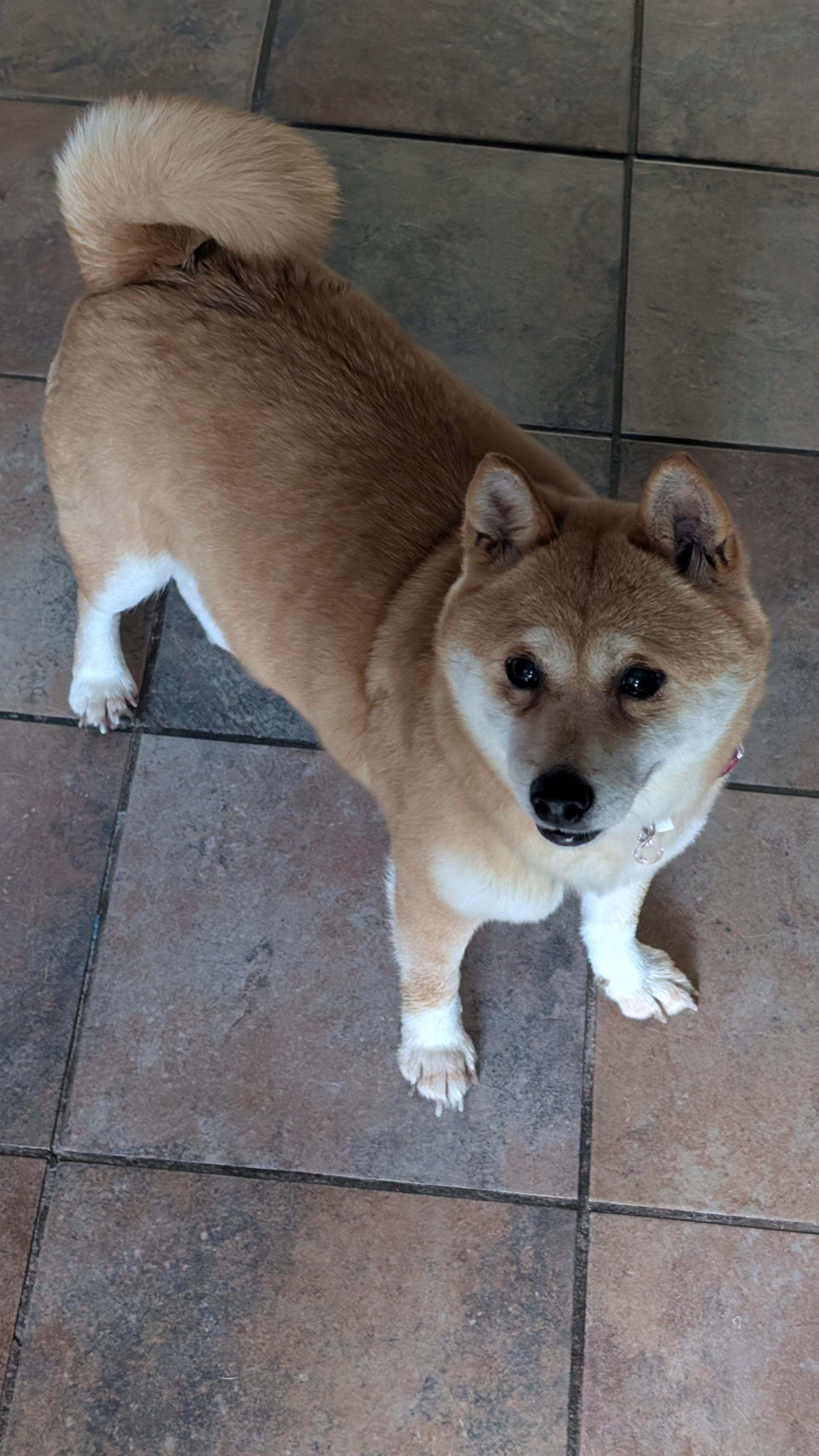 Enlarge Rita, a ADOPTABLE Shiba Inu in Toms River, NJ image 1/3