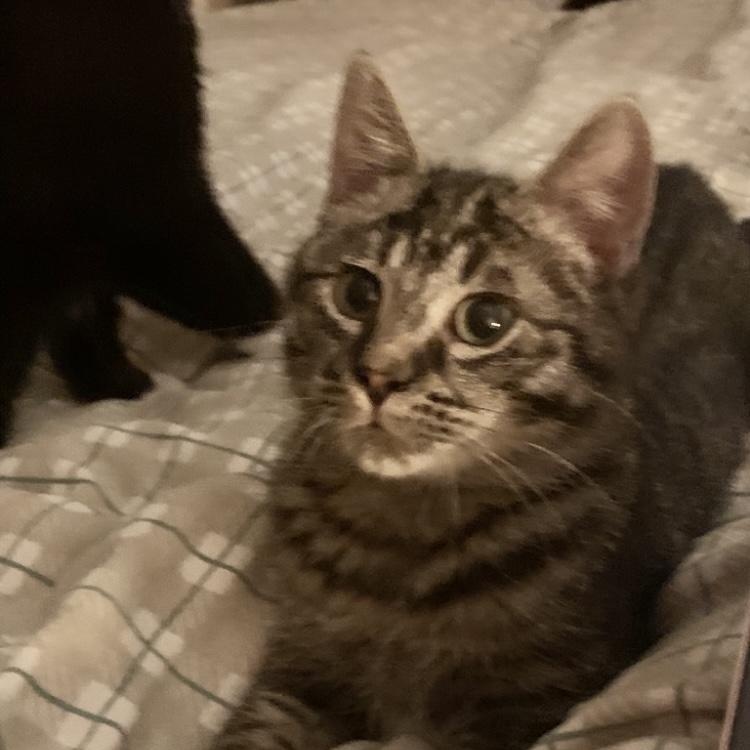 Florentin, a Adoptable Domestic Short Hair in Montreal, QC image 5/5