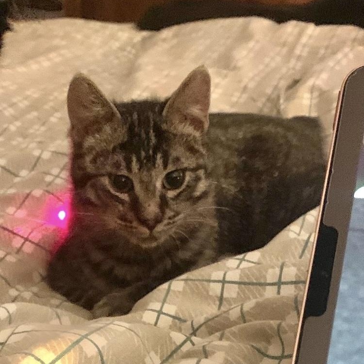 Florentin, a Adoptable Domestic Short Hair in Montreal, QC image 4/5