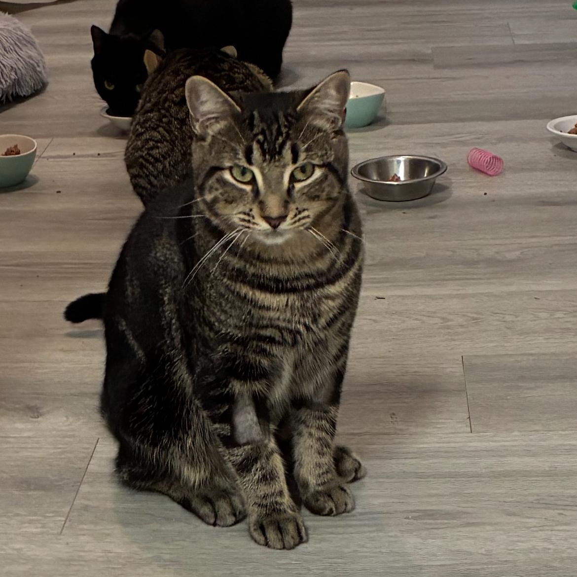 Enlarge Florentin, a Adoptable Domestic Short Hair in Saint-Jacques, QC image 1/6