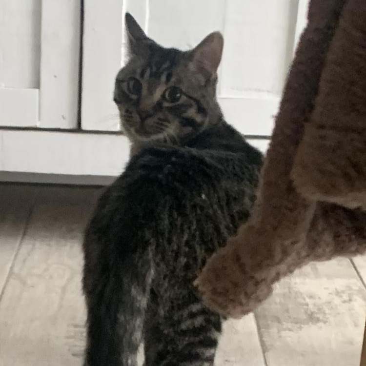 Florentin, a Adoptable Domestic Short Hair in Montreal, QC image 1/5