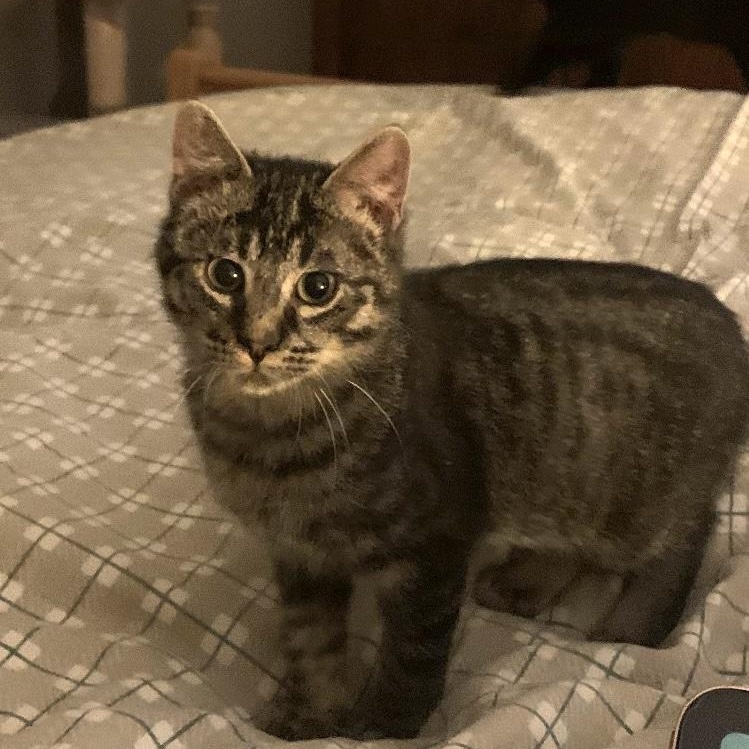 Florentin, a Adoptable Domestic Short Hair in Montreal, QC image 3/5