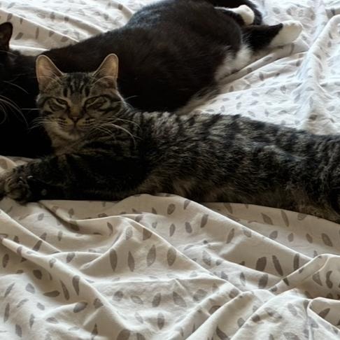 Florentin, a Adoptable Domestic Short Hair in Montreal, QC image 2/5