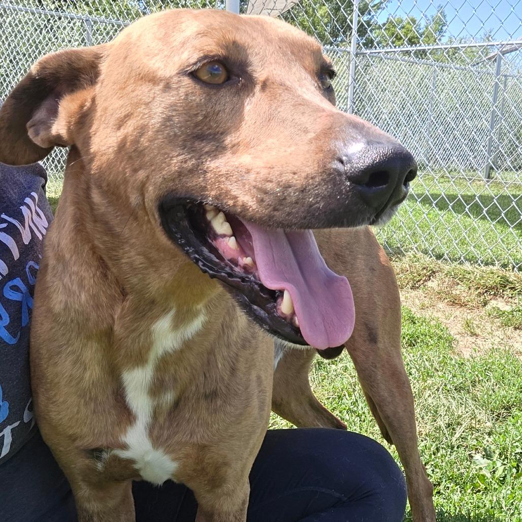Buster Brown, Adoptable, Adult Male Catahoula Leopard Dog.