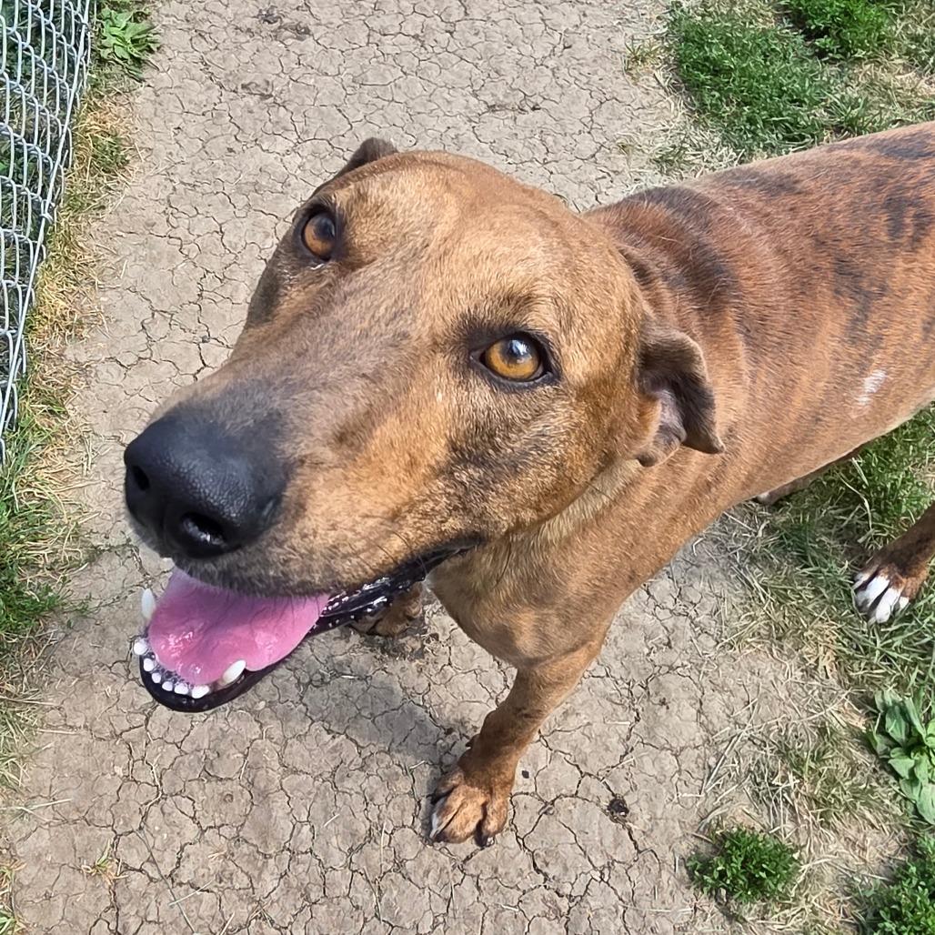 Enlarge Buster Brown, a Adoptable Catahoula Leopard Dog in Chariton, IA image 2/5