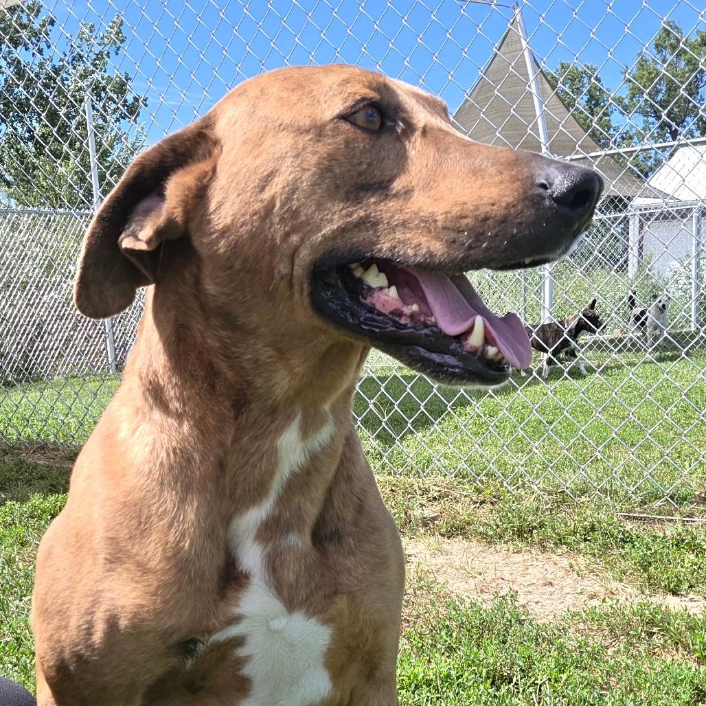 Enlarge Buster Brown, a Adoptable Catahoula Leopard Dog in Chariton, IA image 3/5