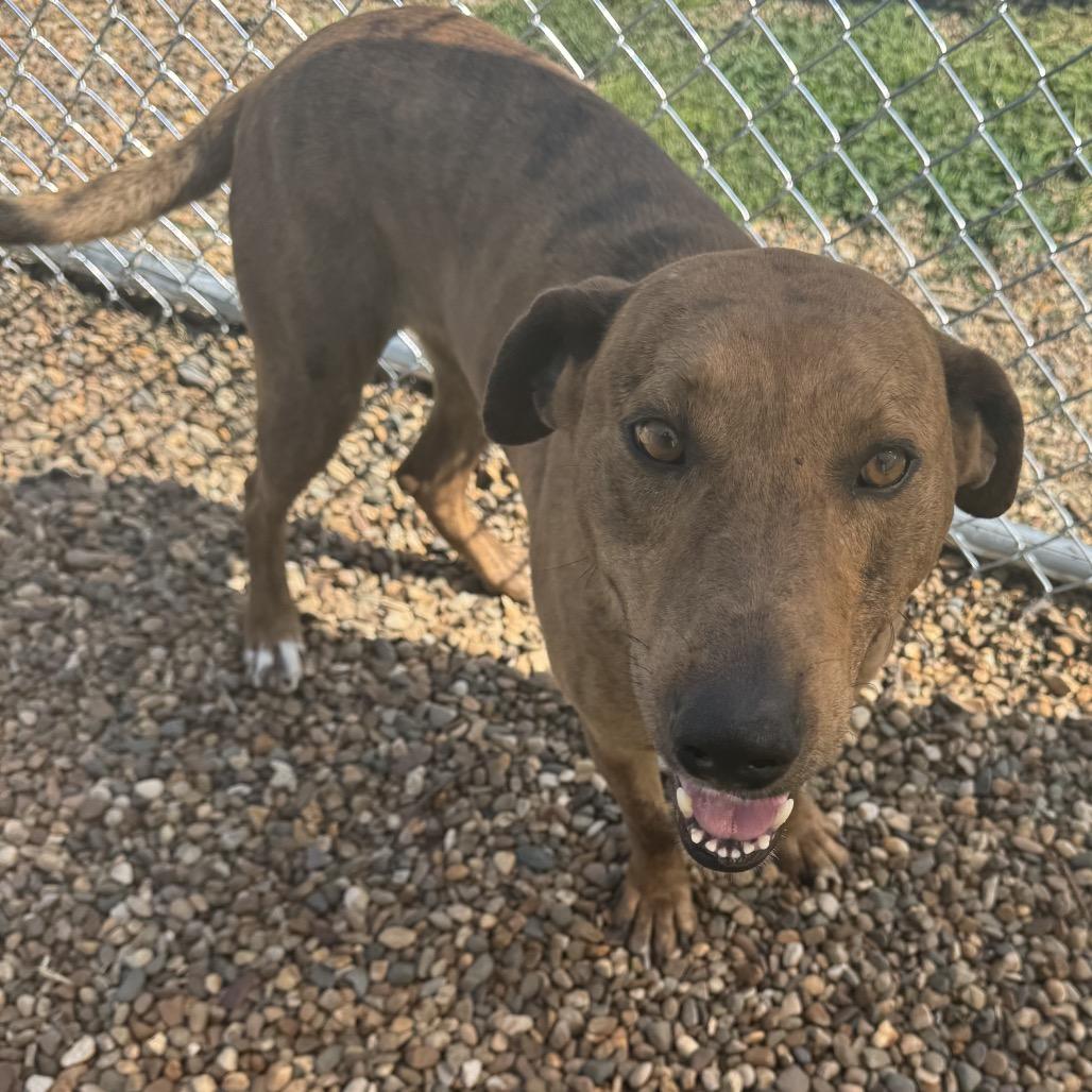 Enlarge Buster Brown, a Adoptable Catahoula Leopard Dog in Chariton, IA image 4/5