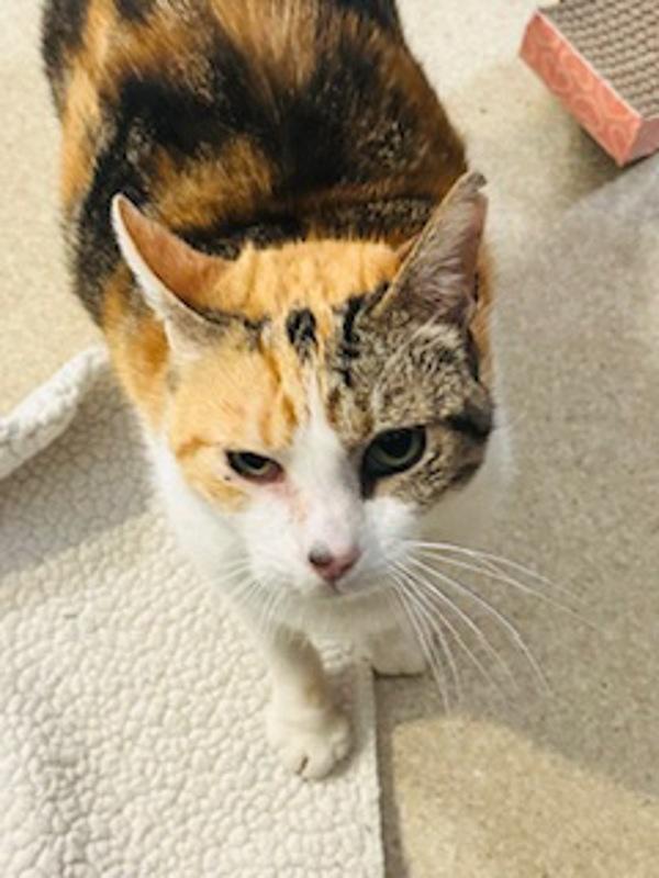 Enlarge Minerva, a Adoptable mixed breed in Santa Rosa, CA image 1/1