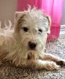 Dennis, Adoptable, Young Male Terrier.