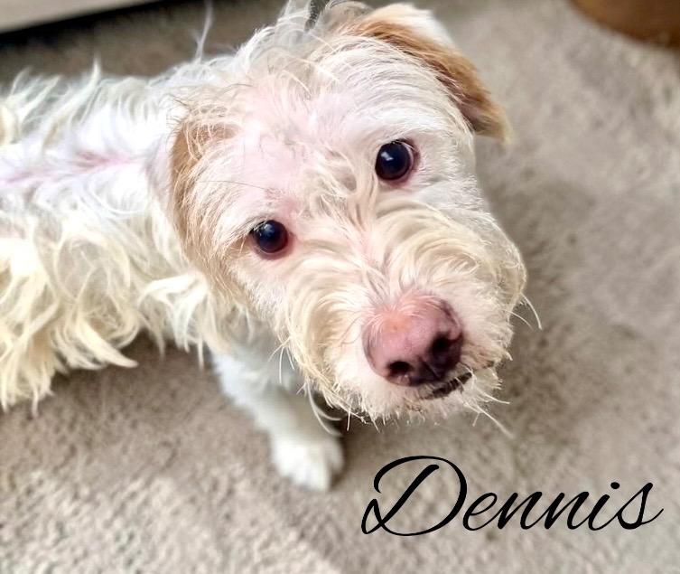Enlarge Dennis, a Adoptable mixed breed in West Bloomfield, MI image 2/5