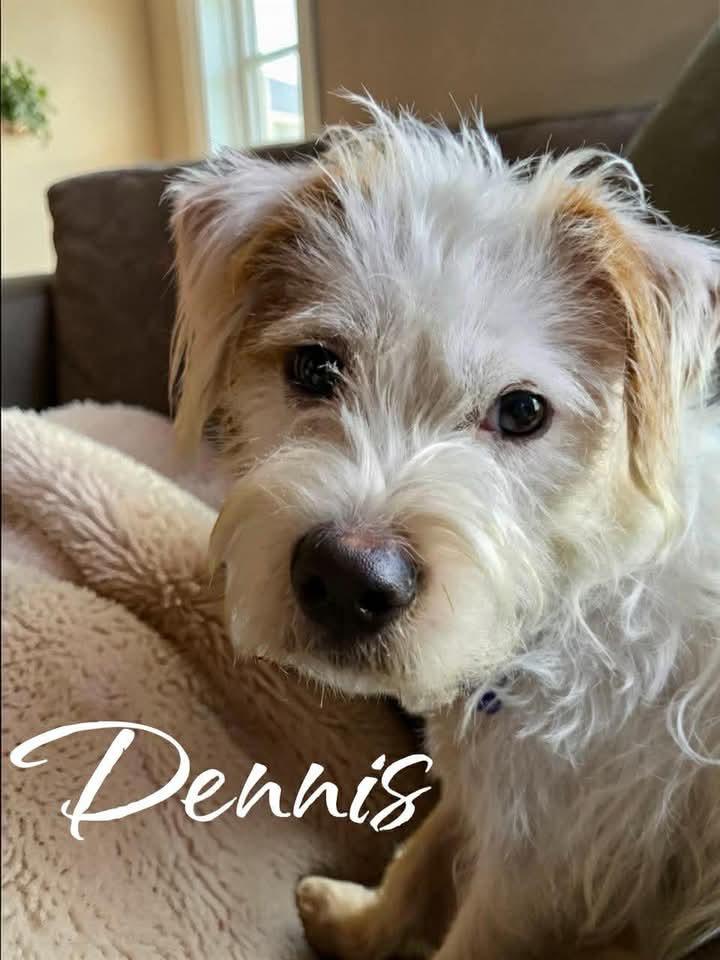 Enlarge Dennis, a Adoptable mixed breed in West Bloomfield, MI image 3/5