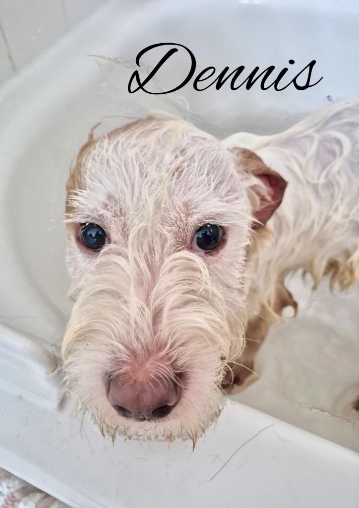 Enlarge Dennis, a Adoptable mixed breed in West Bloomfield, MI image 5/5