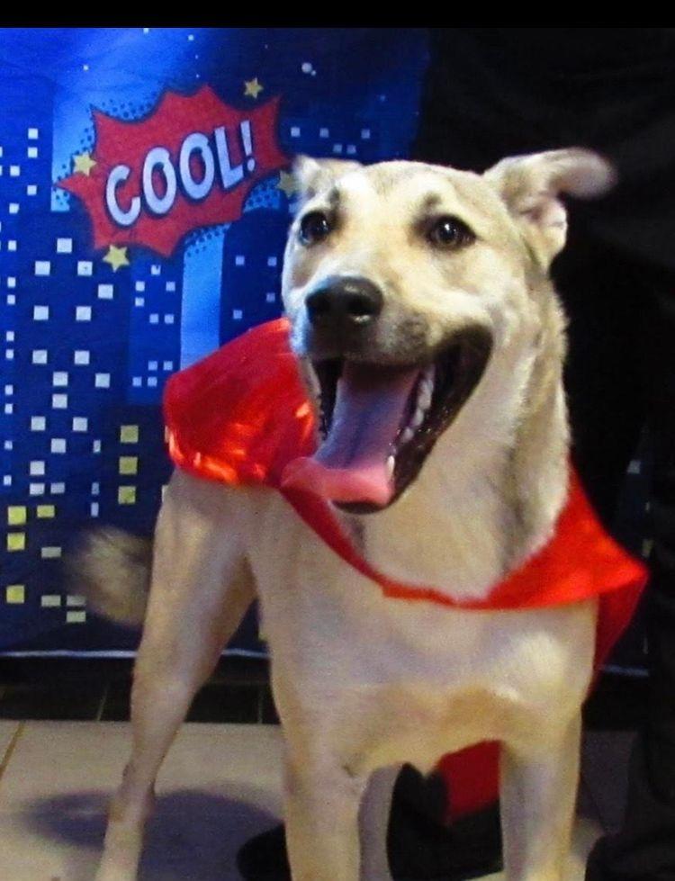 Enlarge Perry, a Adoptable mixed breed in Carrollton, TX image 1/1