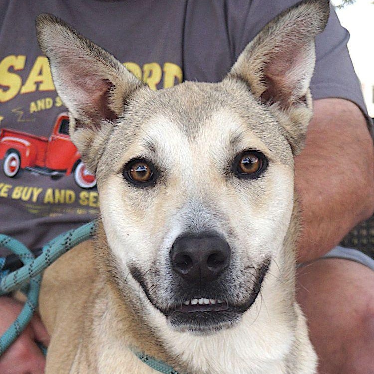 Enlarge Perry, a Adoptable mixed breed in Carrollton, TX image 2/2