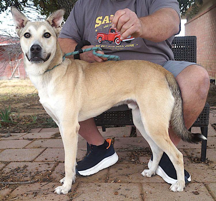 Enlarge Perry, a Adoptable mixed breed in Carrollton, TX image 1/2