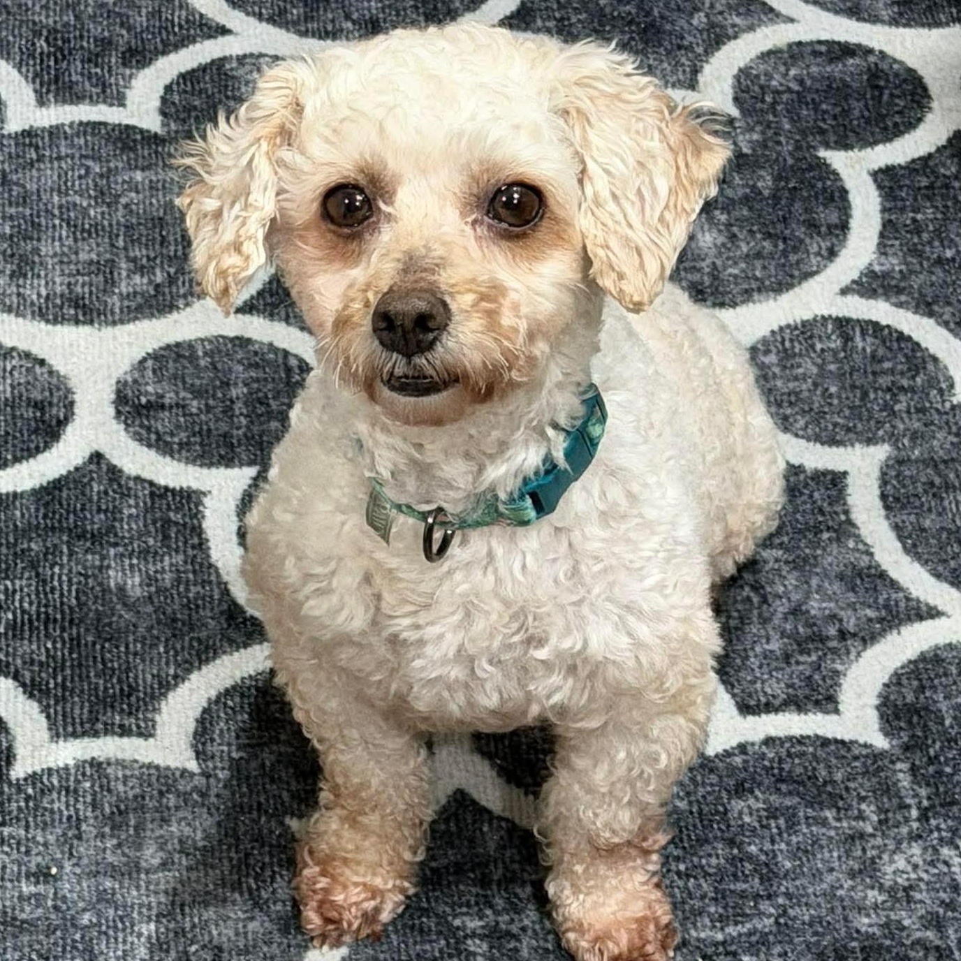 Addie Rose, adopted, Adult Female Bichon Frise & Miniature Poodle.