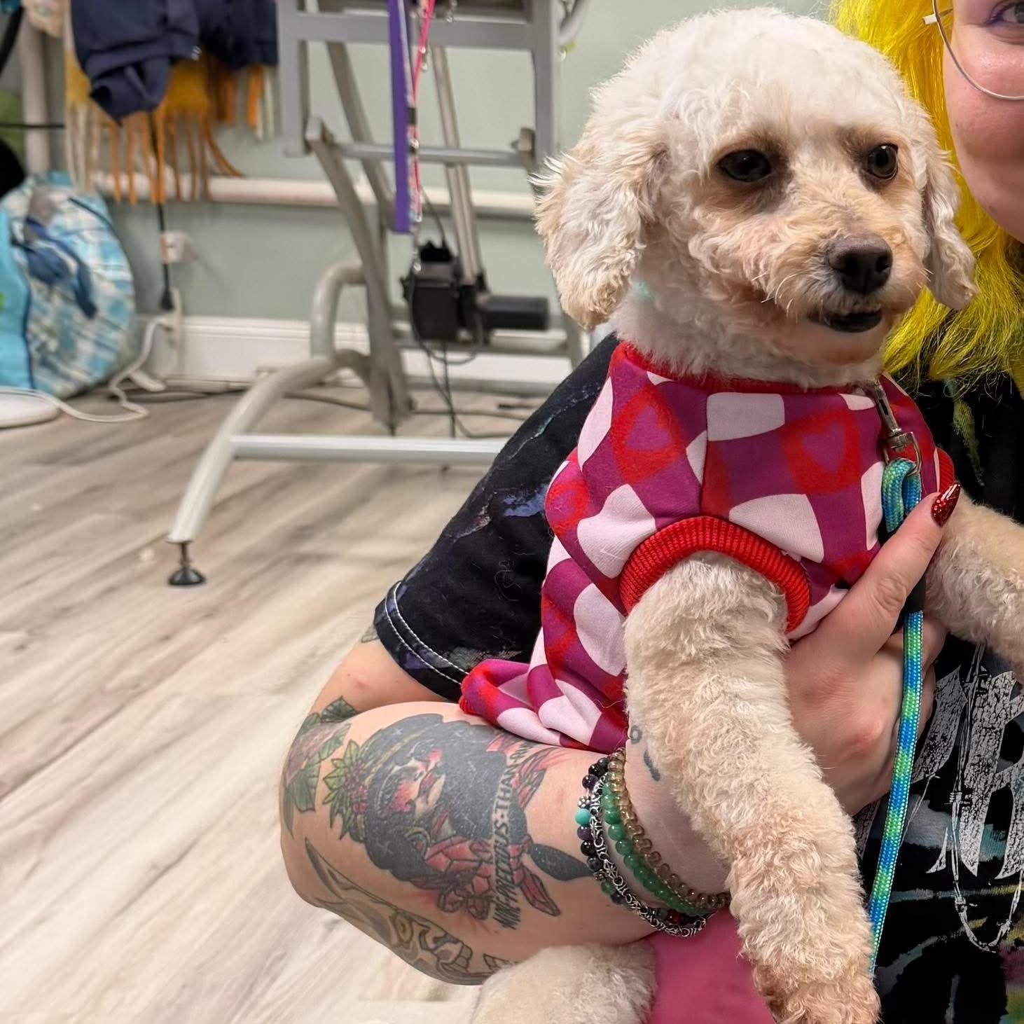 Addie Rose, an adopted mixed breed in Rochester, NY image 4/6