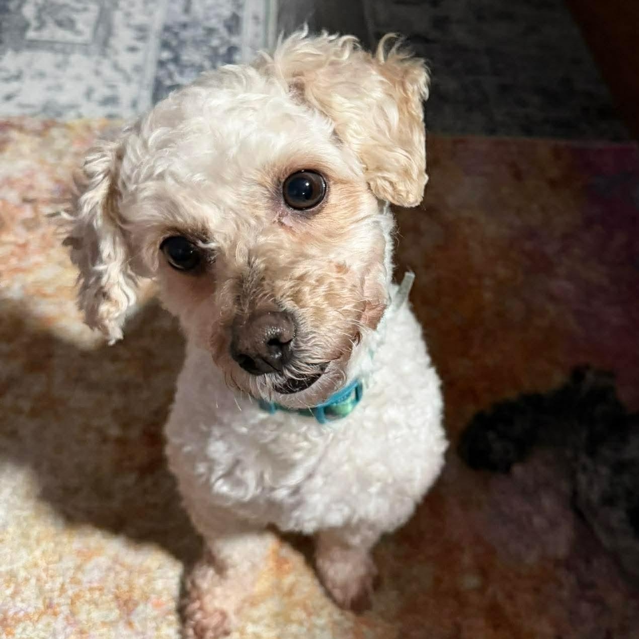 Addie Rose, an adopted mixed breed in Rochester, NY image 2/6