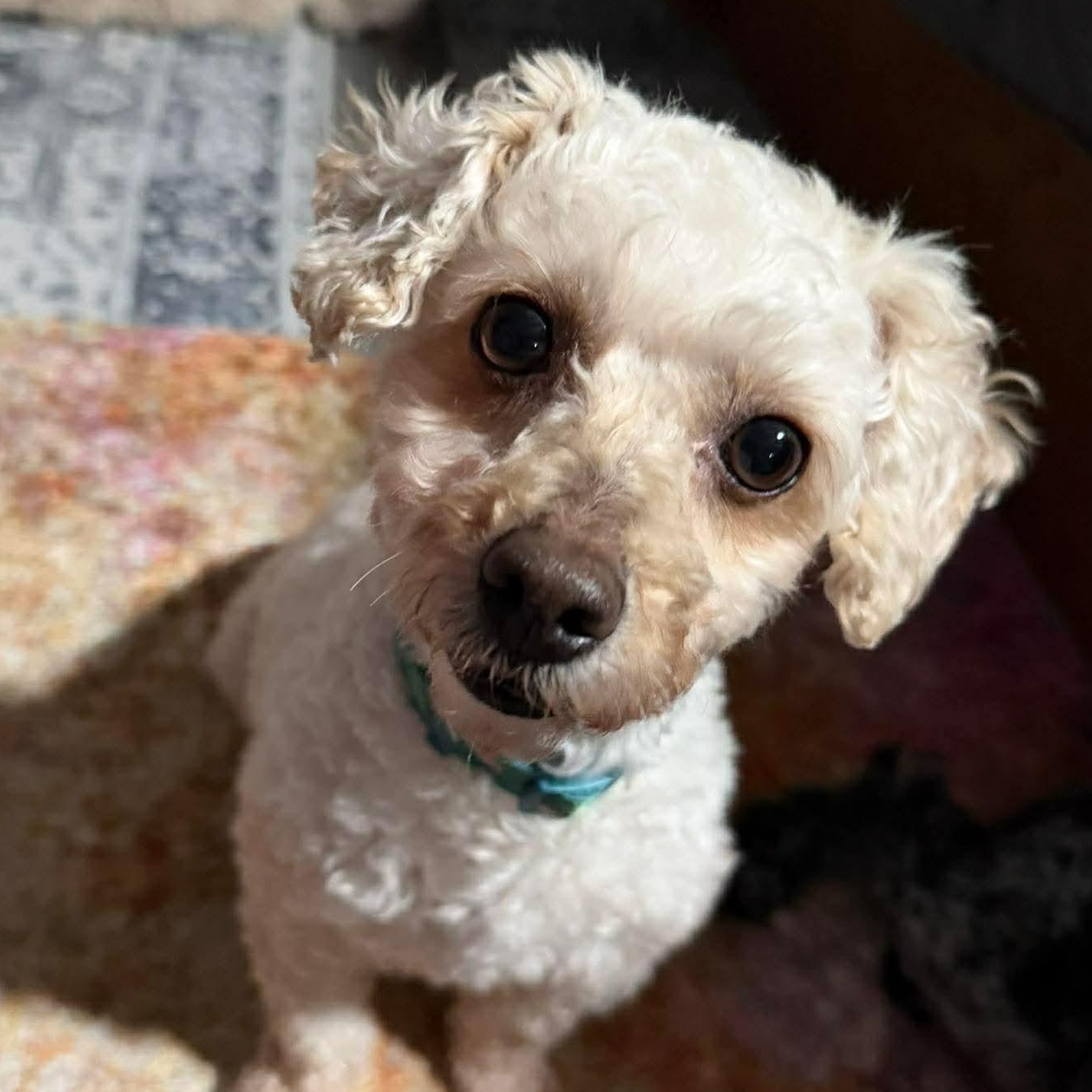 Addie Rose, an adopted mixed breed in Rochester, NY image 5/6