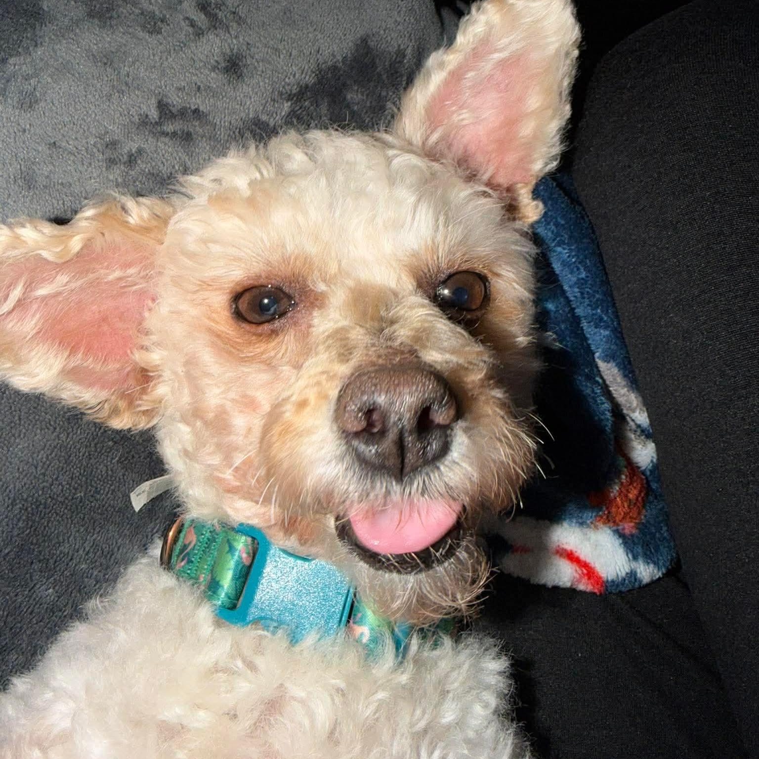 Addie Rose, an adopted mixed breed in Rochester, NY image 3/6