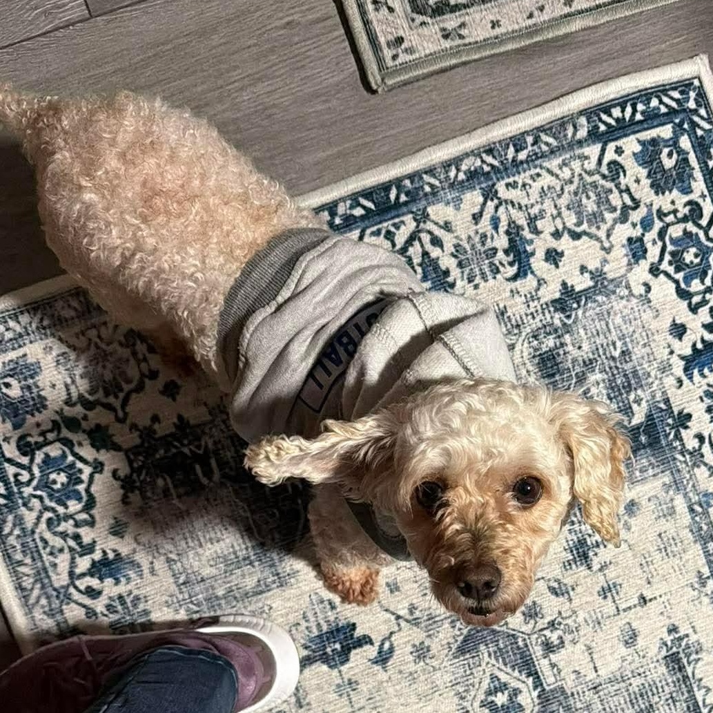 Addie Rose, an adopted mixed breed in Rochester, NY image 6/6