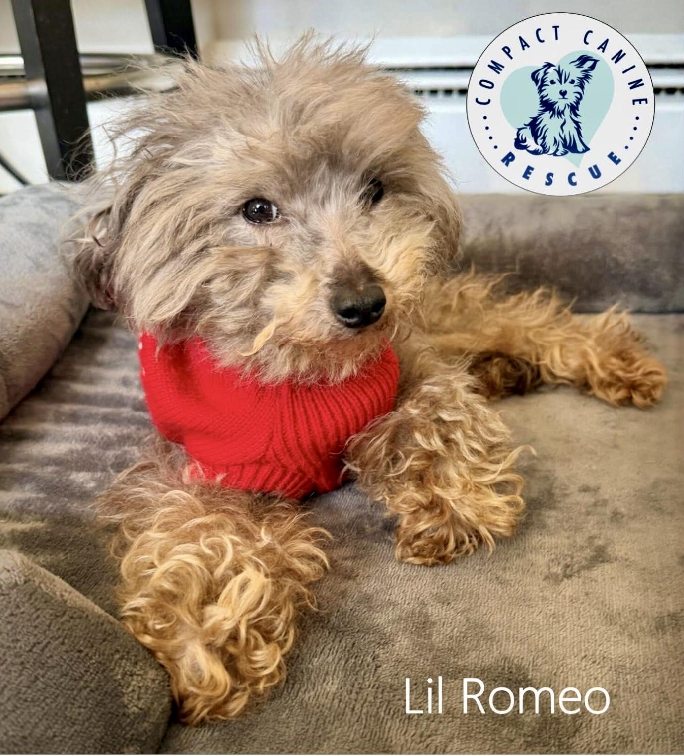 Lil Romeo, ADOPTABLE, Young Male Poodle (Toy).