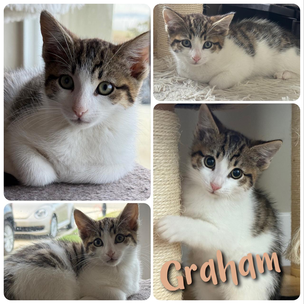 Graham, adopted, Young Male Domestic Short Hair.