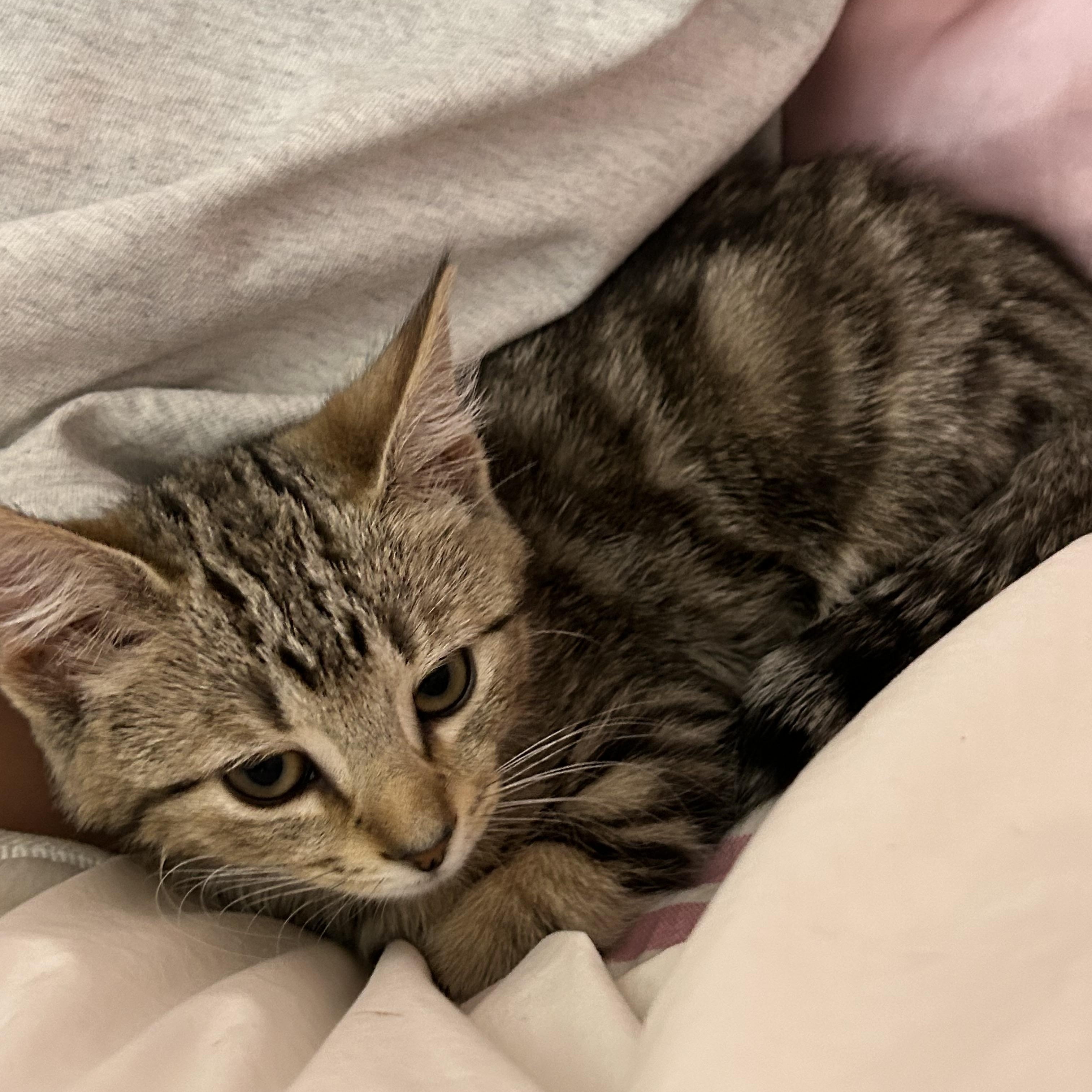 Enlarge Max, a Adoptable Domestic Short Hair in Westville, NJ image 1/3